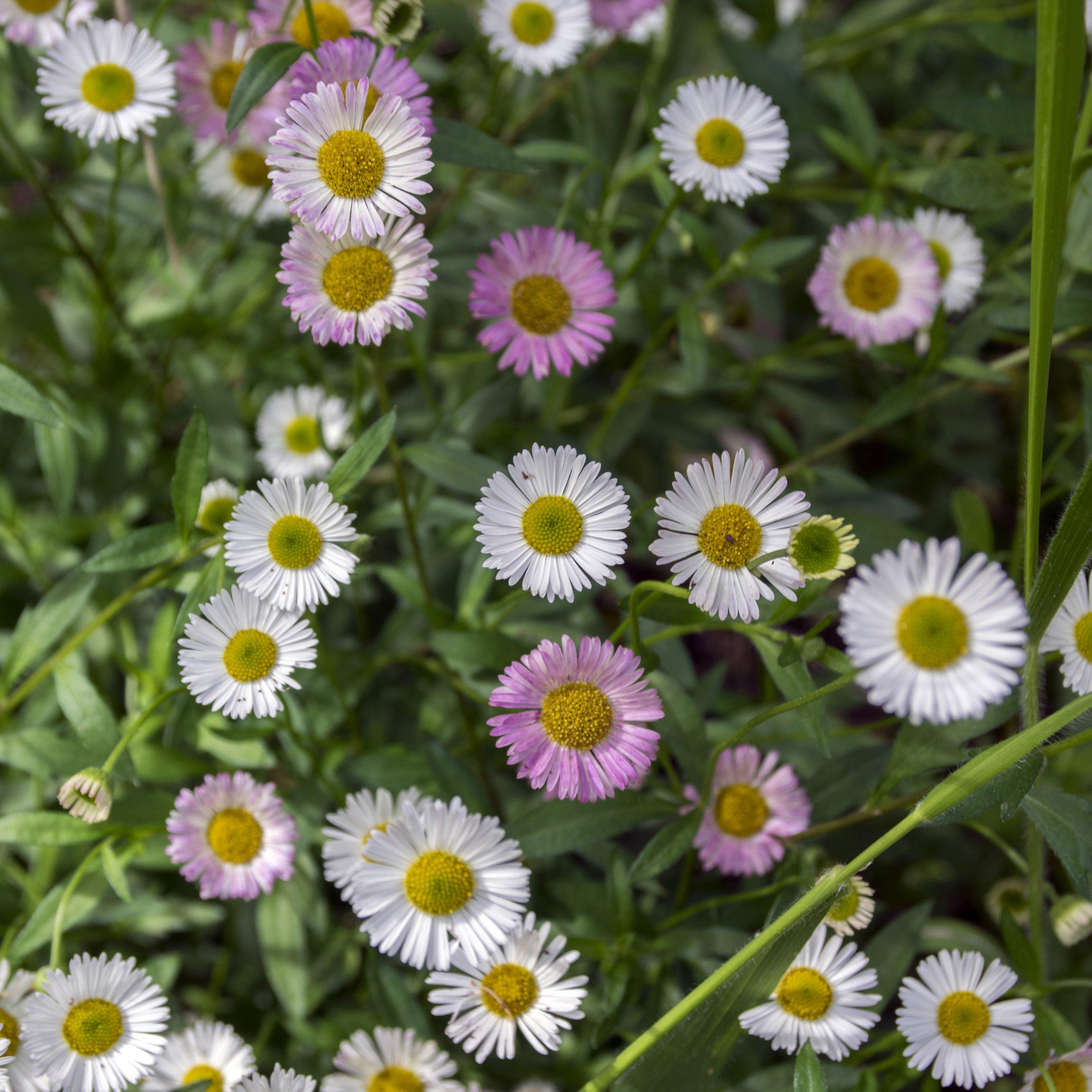 Brown - YouGarden - Erigeron karvinskianus 3 x 9cm - 1