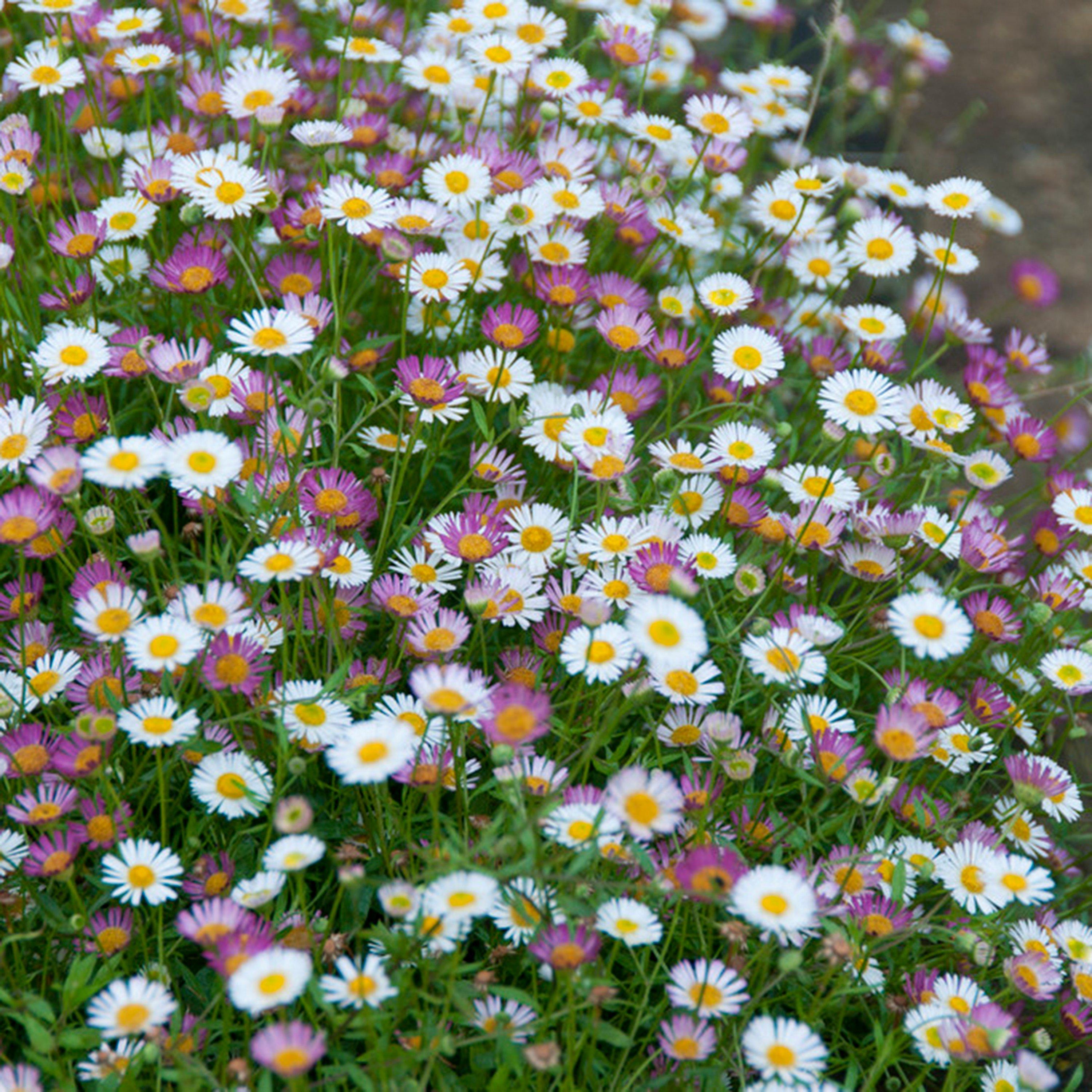 Brown - YouGarden - Erigeron karvinskianus 3 x 9cm - 2