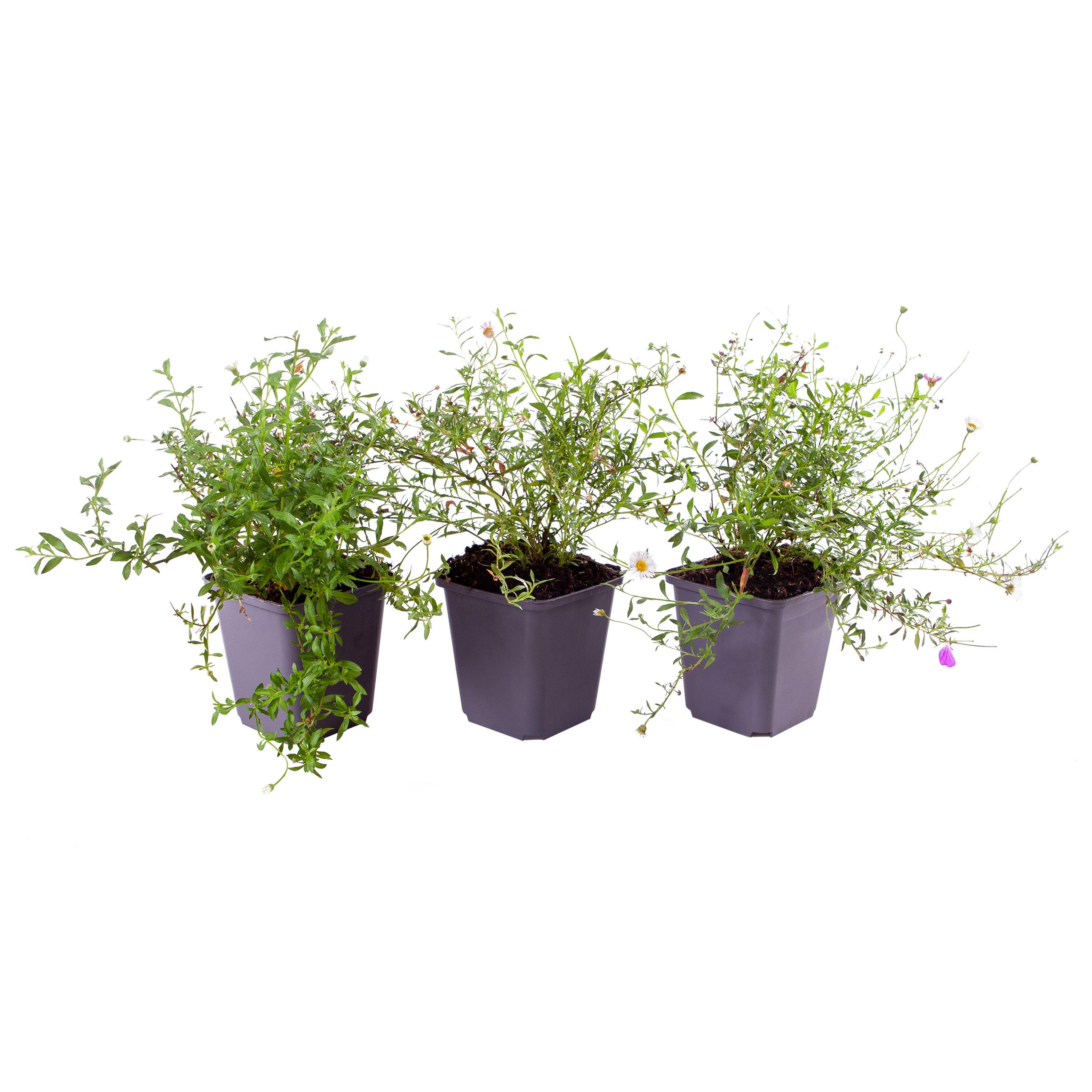 Brown - YouGarden - Erigeron karvinskianus 3 x 9cm - 3