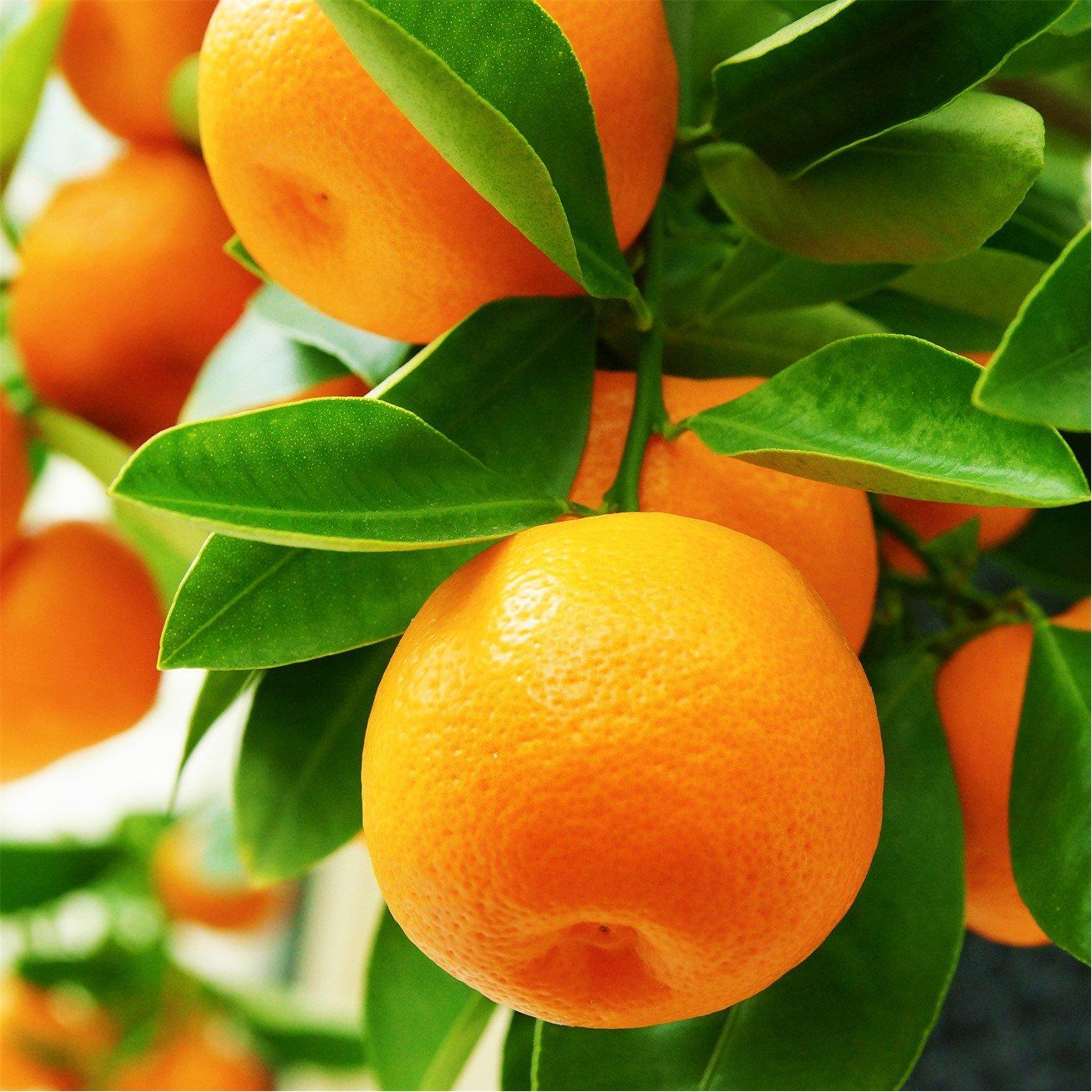 Yougarden  Citrus Mandarin 4L - Brown - 4L Pot