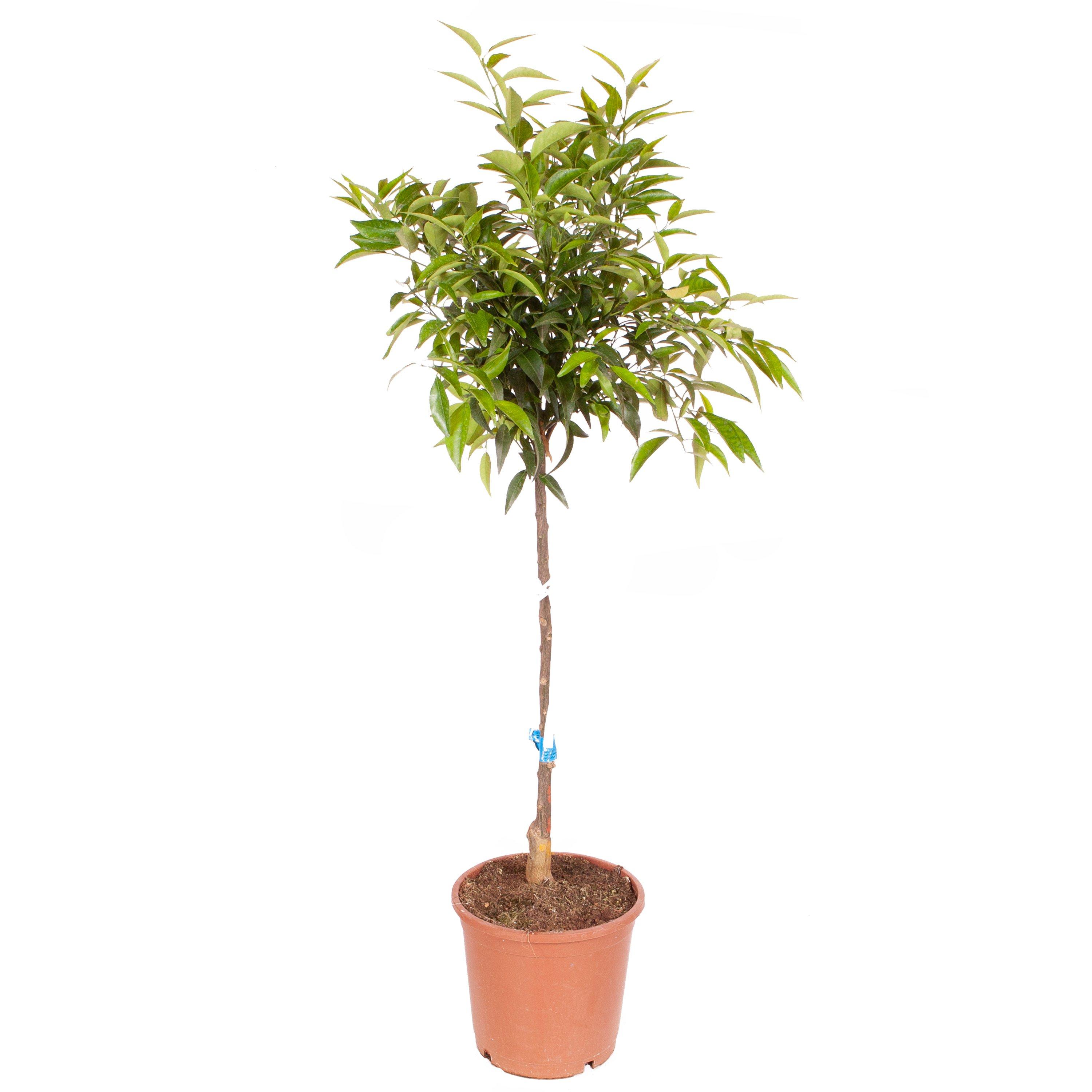 Brown - YouGarden - Citrus Mandarin 4L - 3