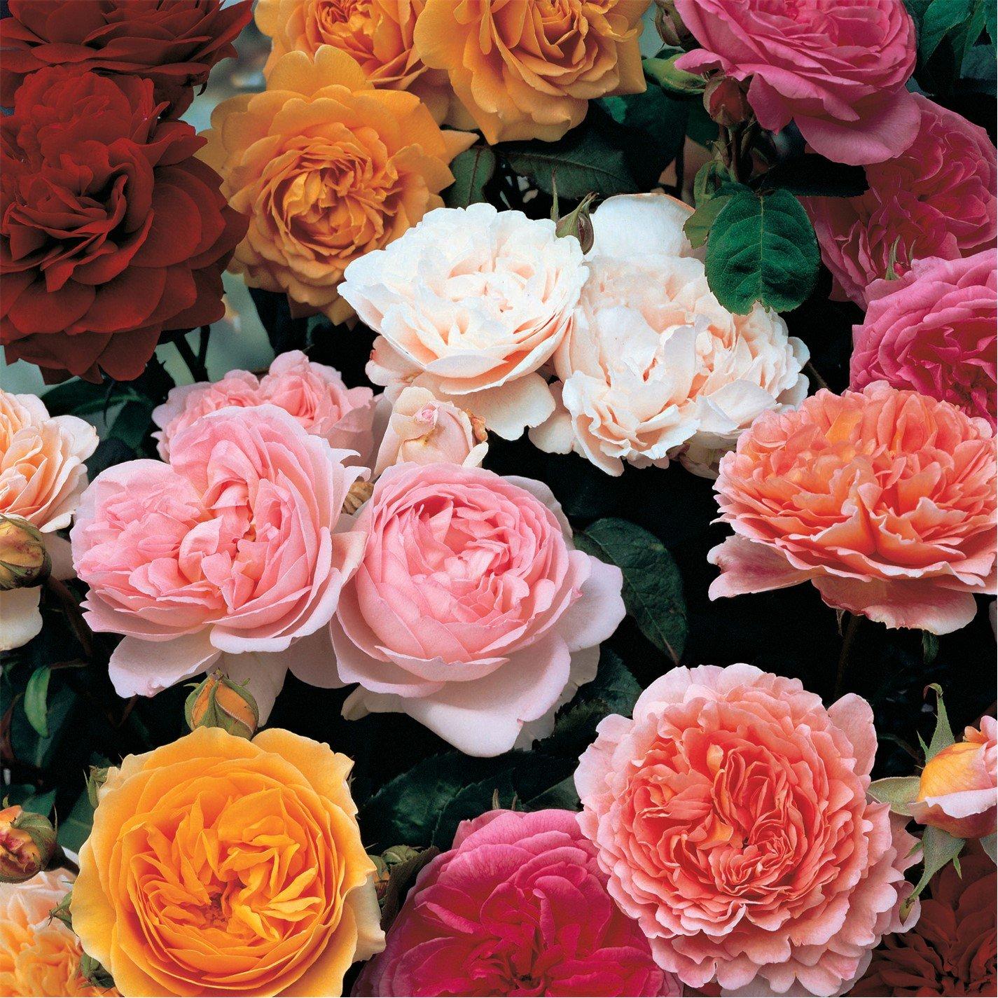 YouGarden Old English Shrub Rose Collection br x 5