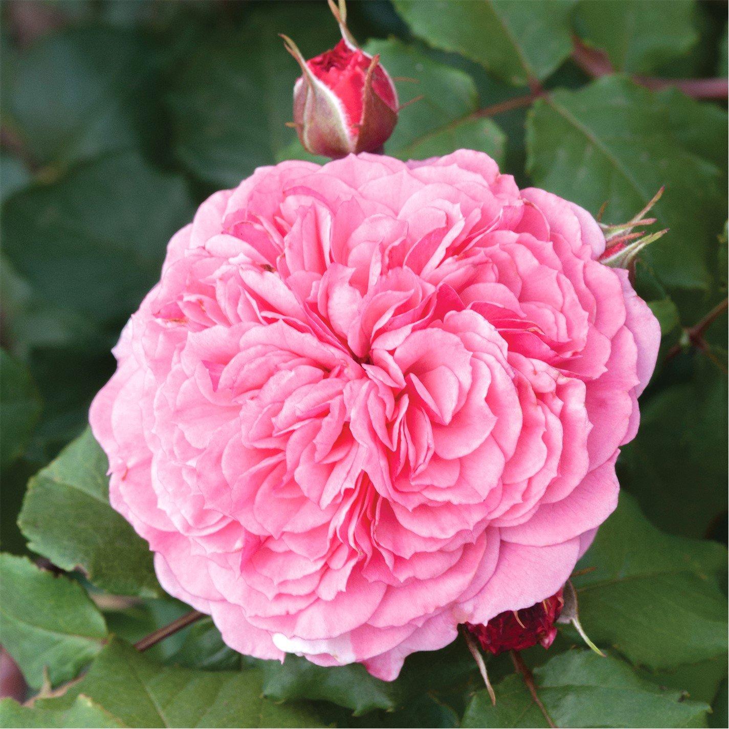 Brown - YouGarden - Old English Shrub Rose Collection br x 5 - 2