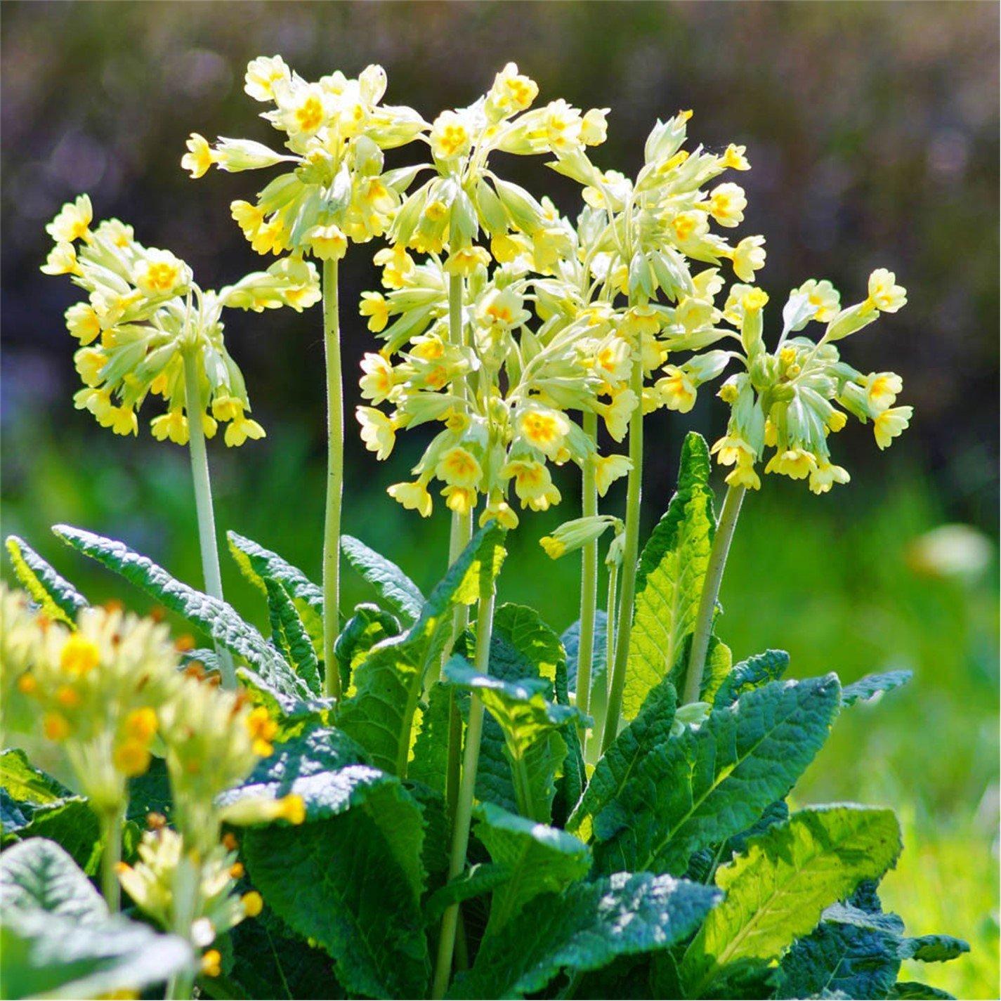 Yougarden  Primula Veris 9Cm X 3 - Brown - 3 x 9cm Po