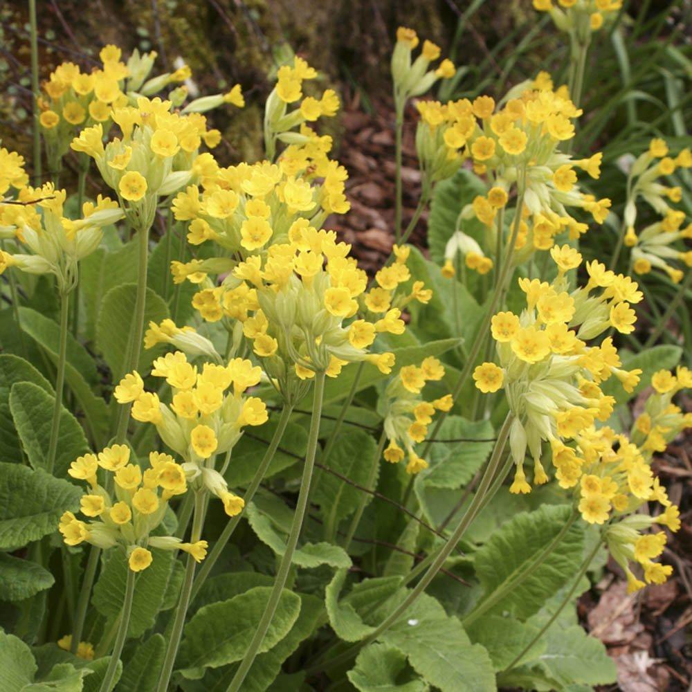Brown - YouGarden - Primula veris 9cm x 3 - 2