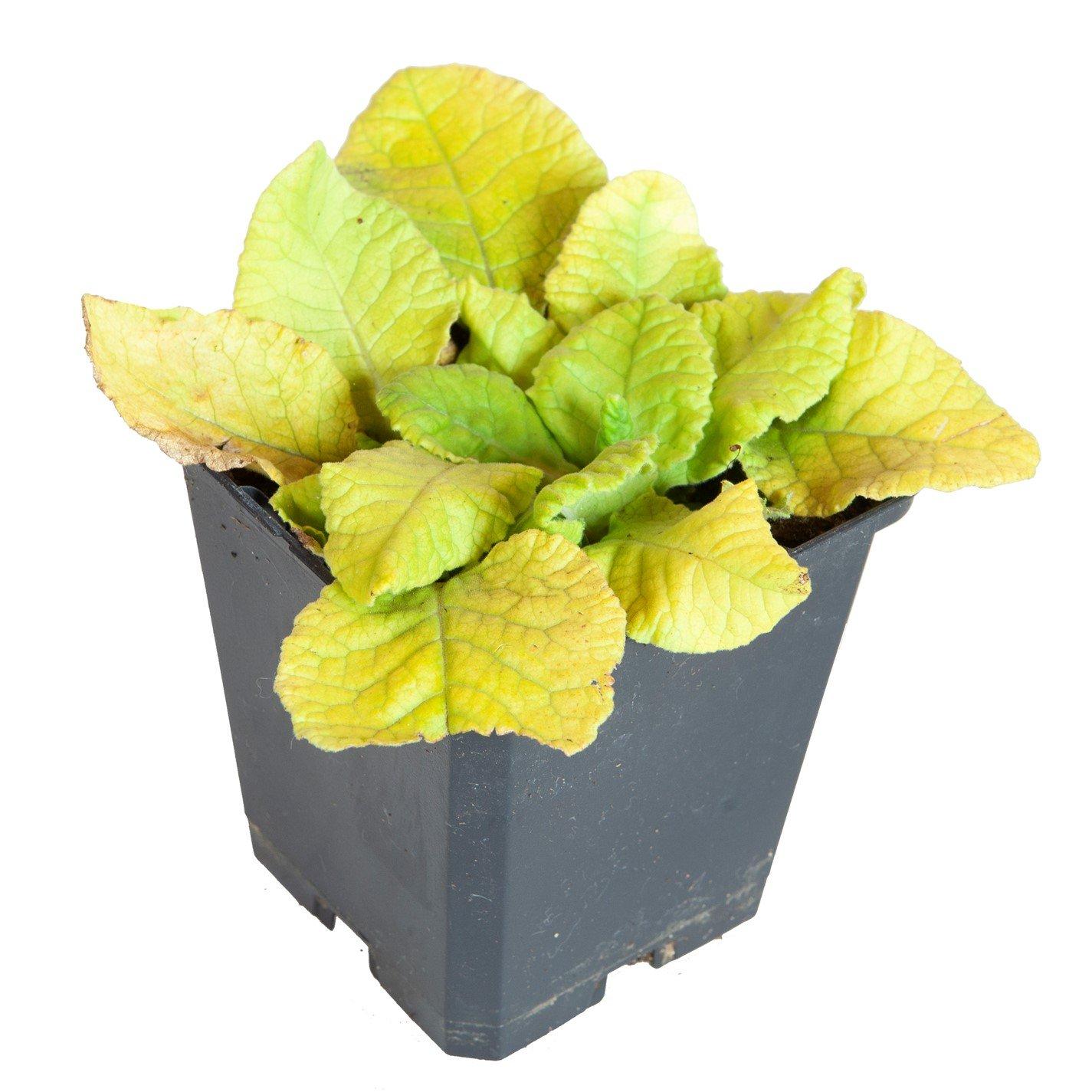 Brown - YouGarden - Primula veris 9cm x 3 - 3