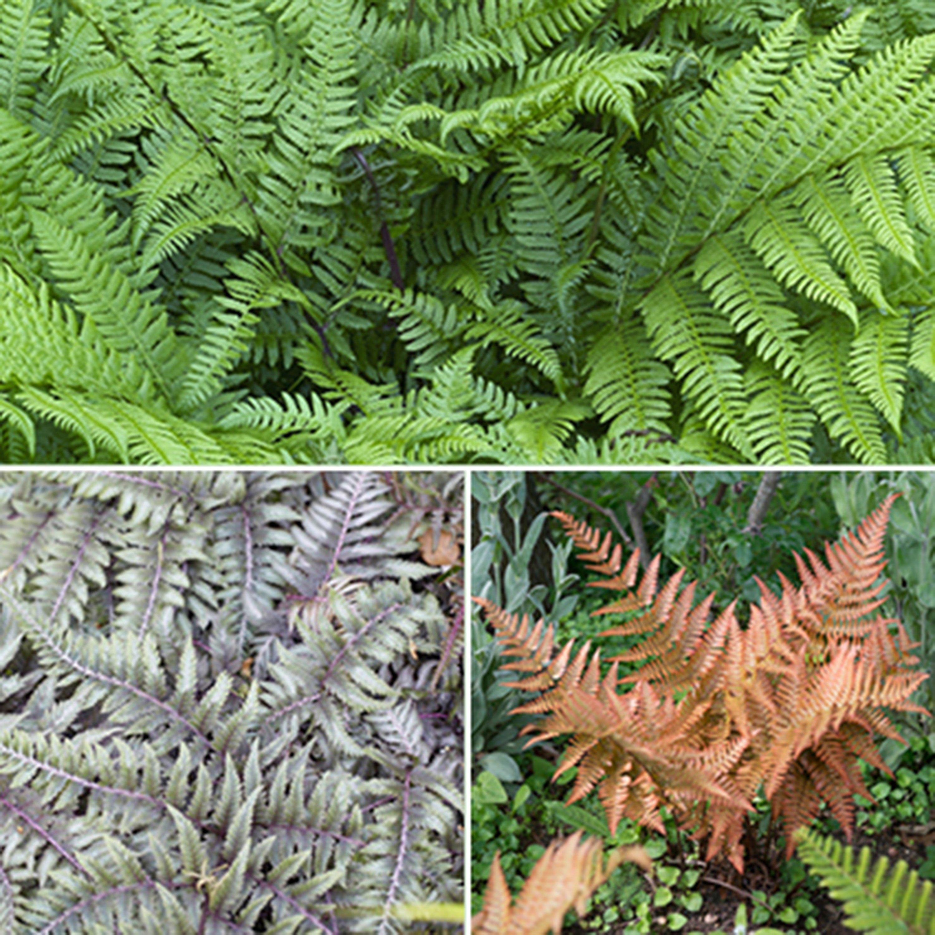 Brown - YouGarden - Colourful Hardy Fern Collection 3 x 9cm - 1