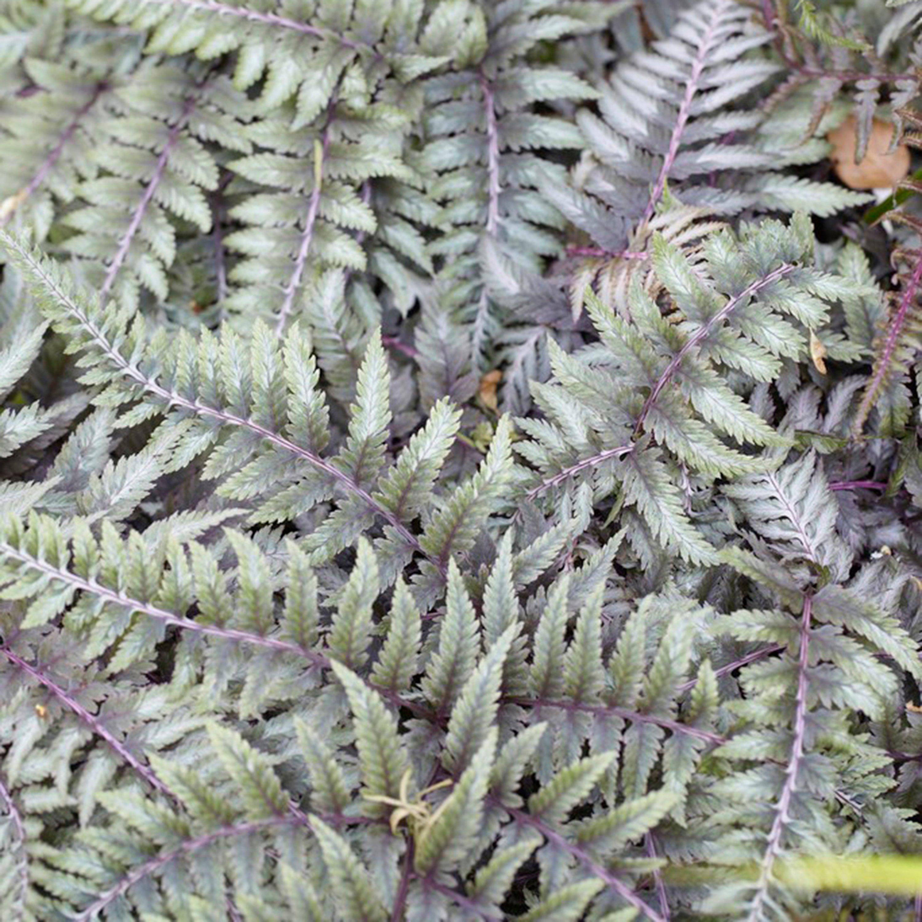 Brown - YouGarden - Colourful Hardy Fern Collection 3 x 9cm - 2