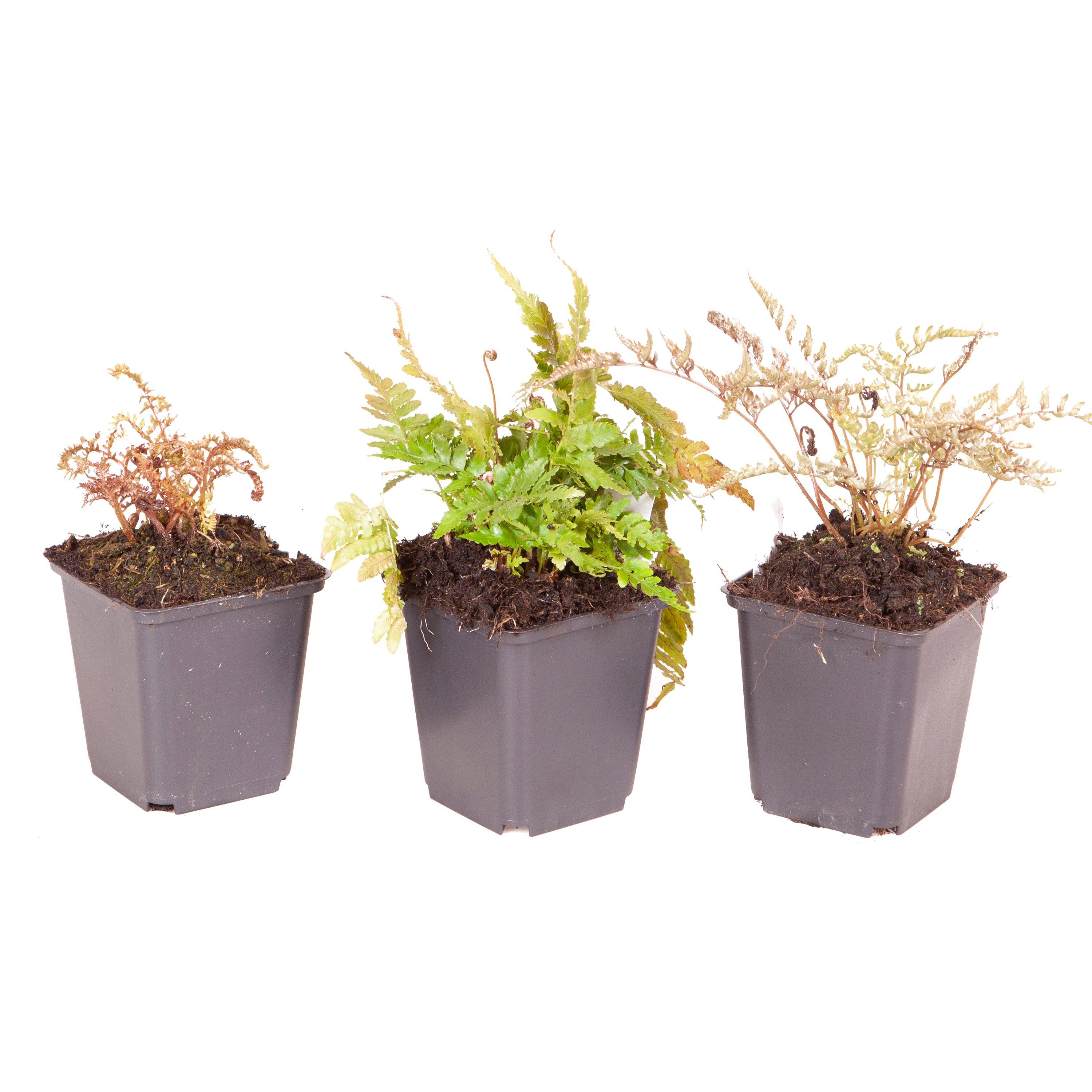 Brown - YouGarden - Colourful Hardy Fern Collection 3 x 9cm - 3