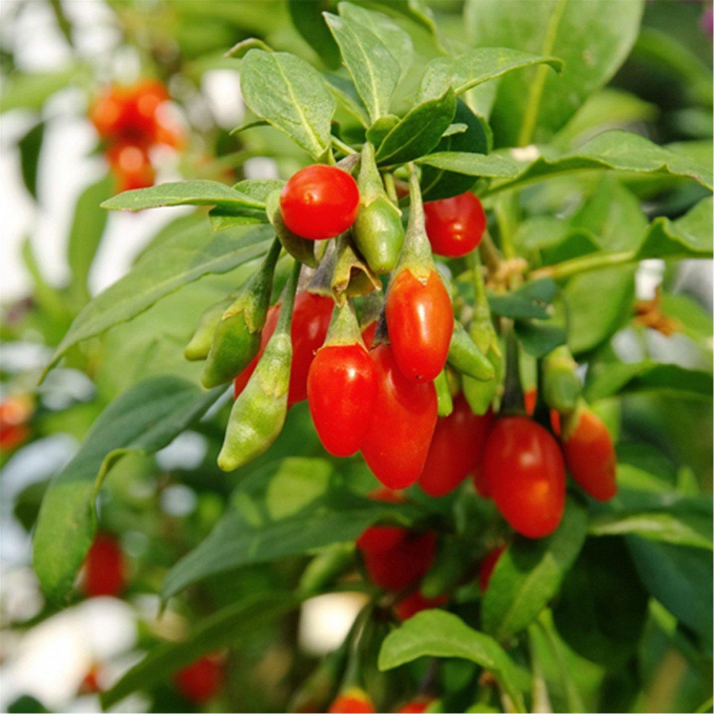 Yougarden  Goji Berry Instant Success 2L - Brown - 2L Pot