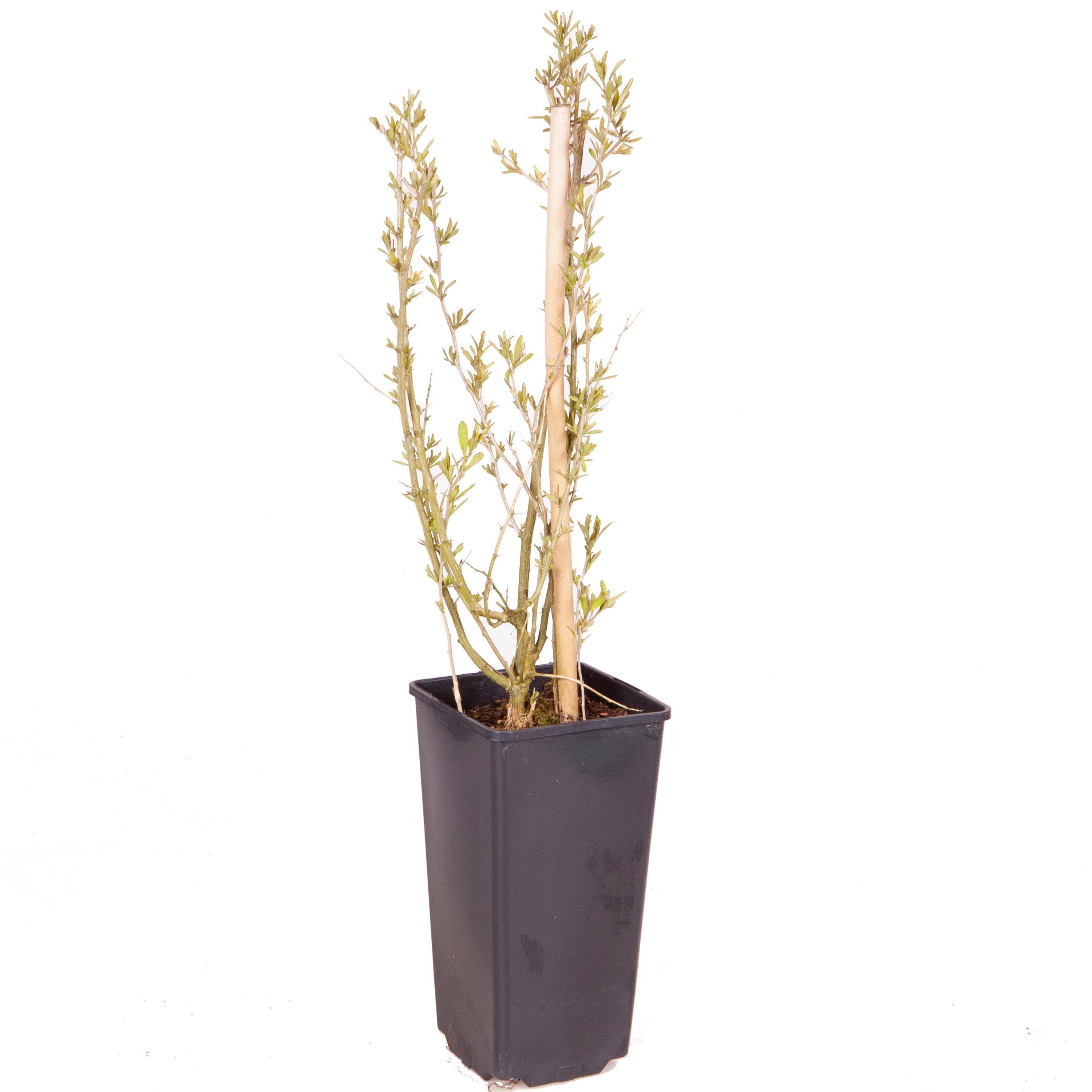 Brown - YouGarden - Goji Berry Instant Success 2L - 3