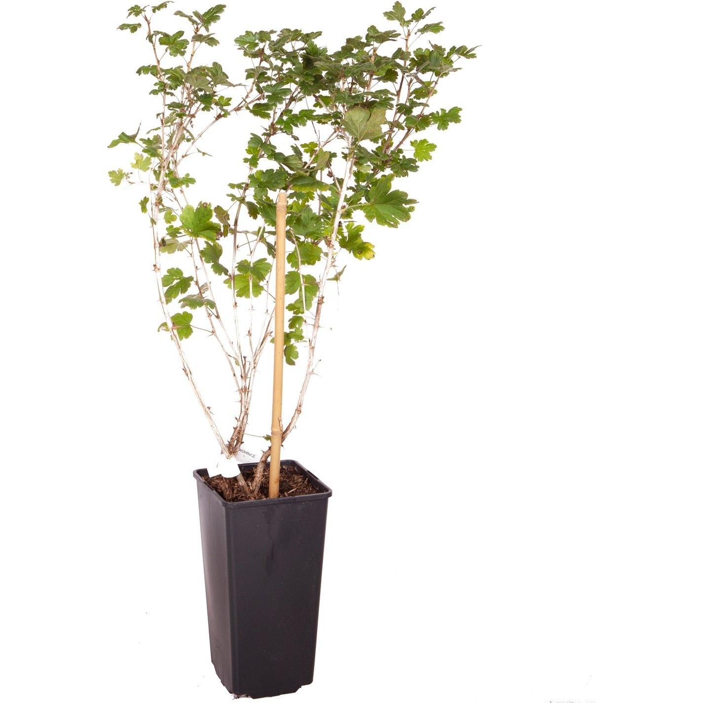 Brown - YouGarden - Gooseberry Hinnomaki Red potted 2L - 3