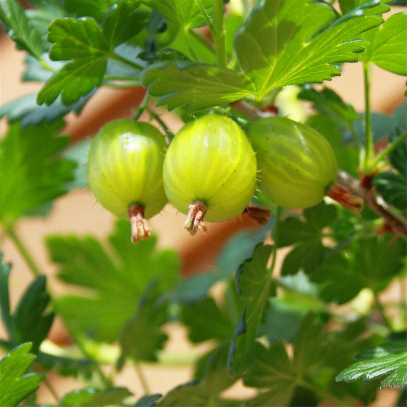 Yougarden  Gooseberry Invicta 1.7L - Brown - 1.7L Pot