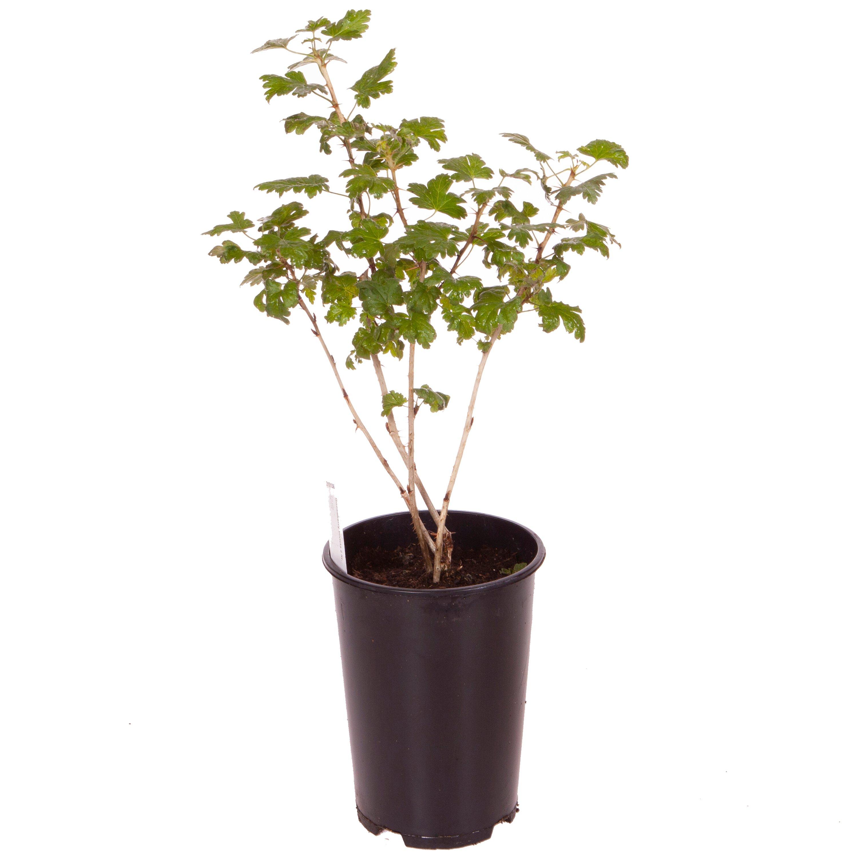 Brown - YouGarden - Gooseberry Invicta 1.7L - 2