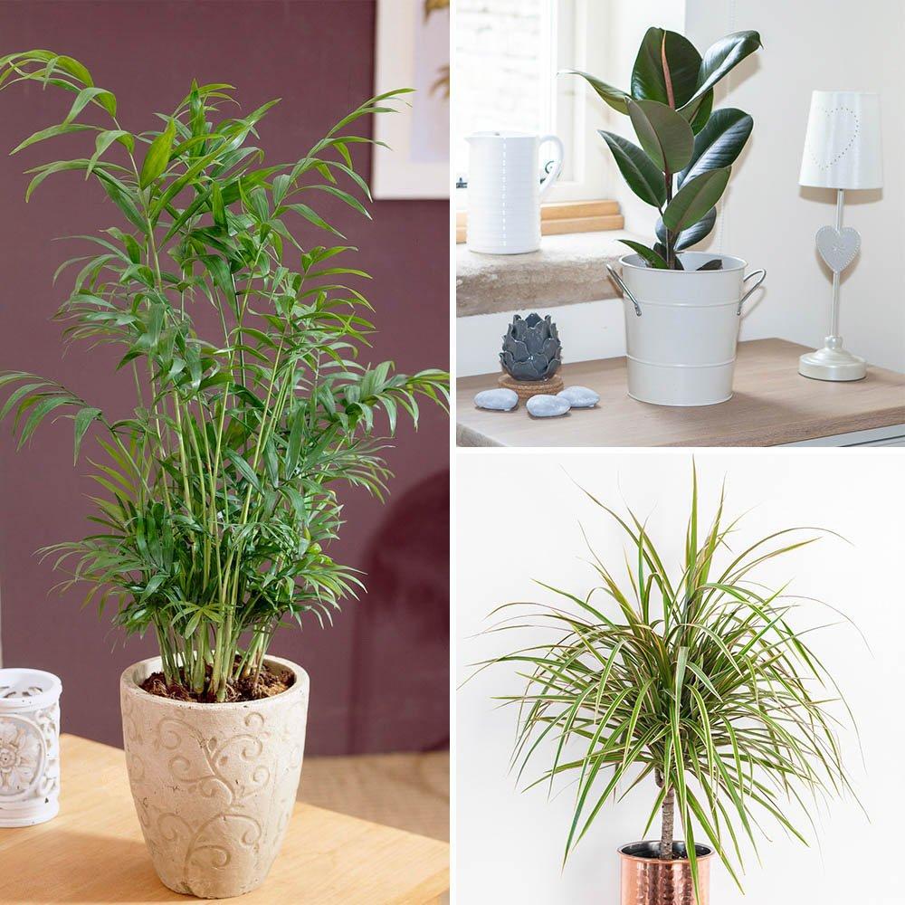 Yougarden  Houseplant Mix 3 X 12Cm - Brown - 3 x 12cm P