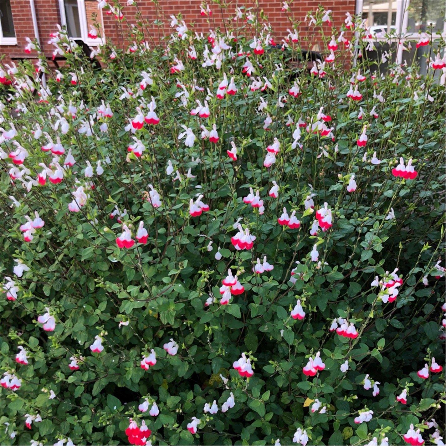 Brown - YouGarden - Salvia greggii Hot Lips 3 x 9cm pots - 1