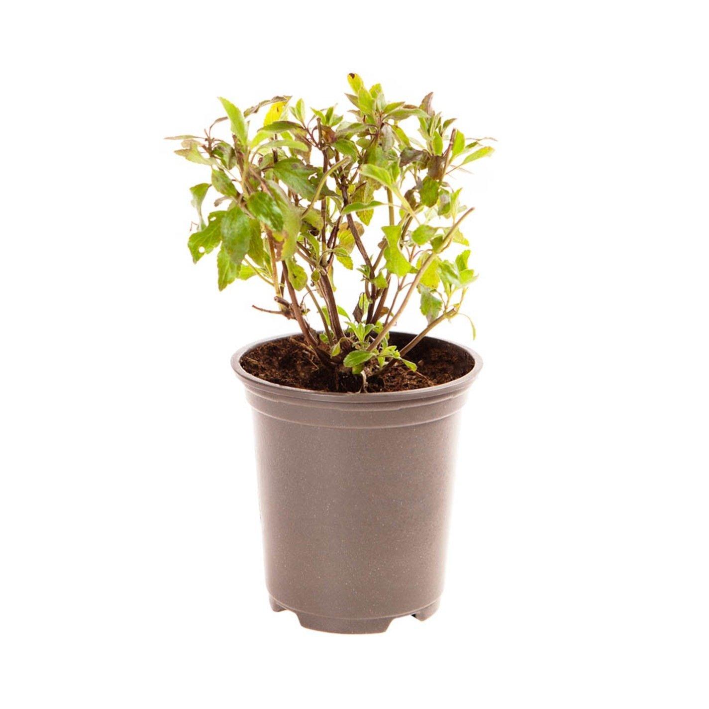 Brown - YouGarden - Salvia greggii Hot Lips 3 x 9cm pots - 4