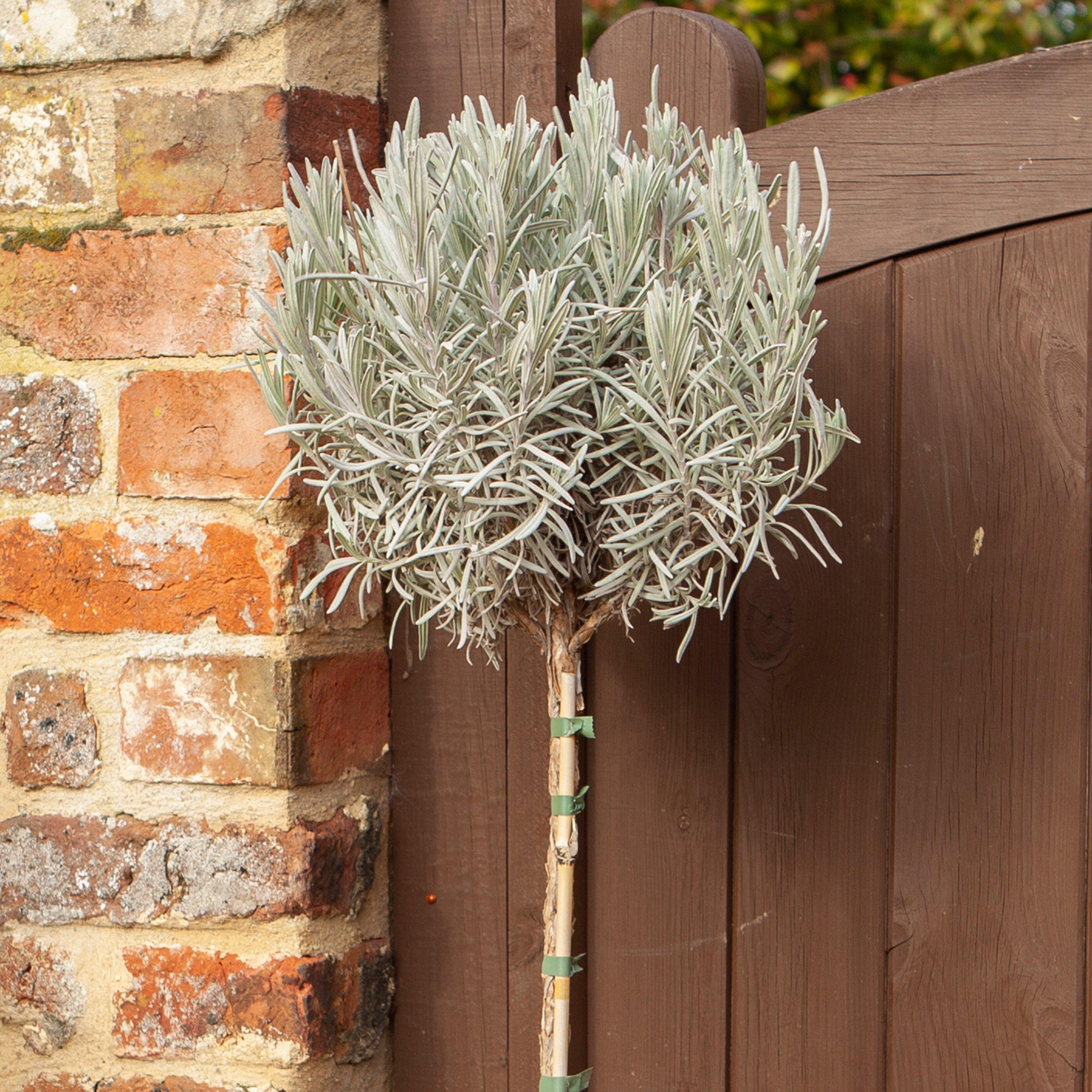 Brown - YouGarden - Lavender ang. Munstead 3L standard - 1