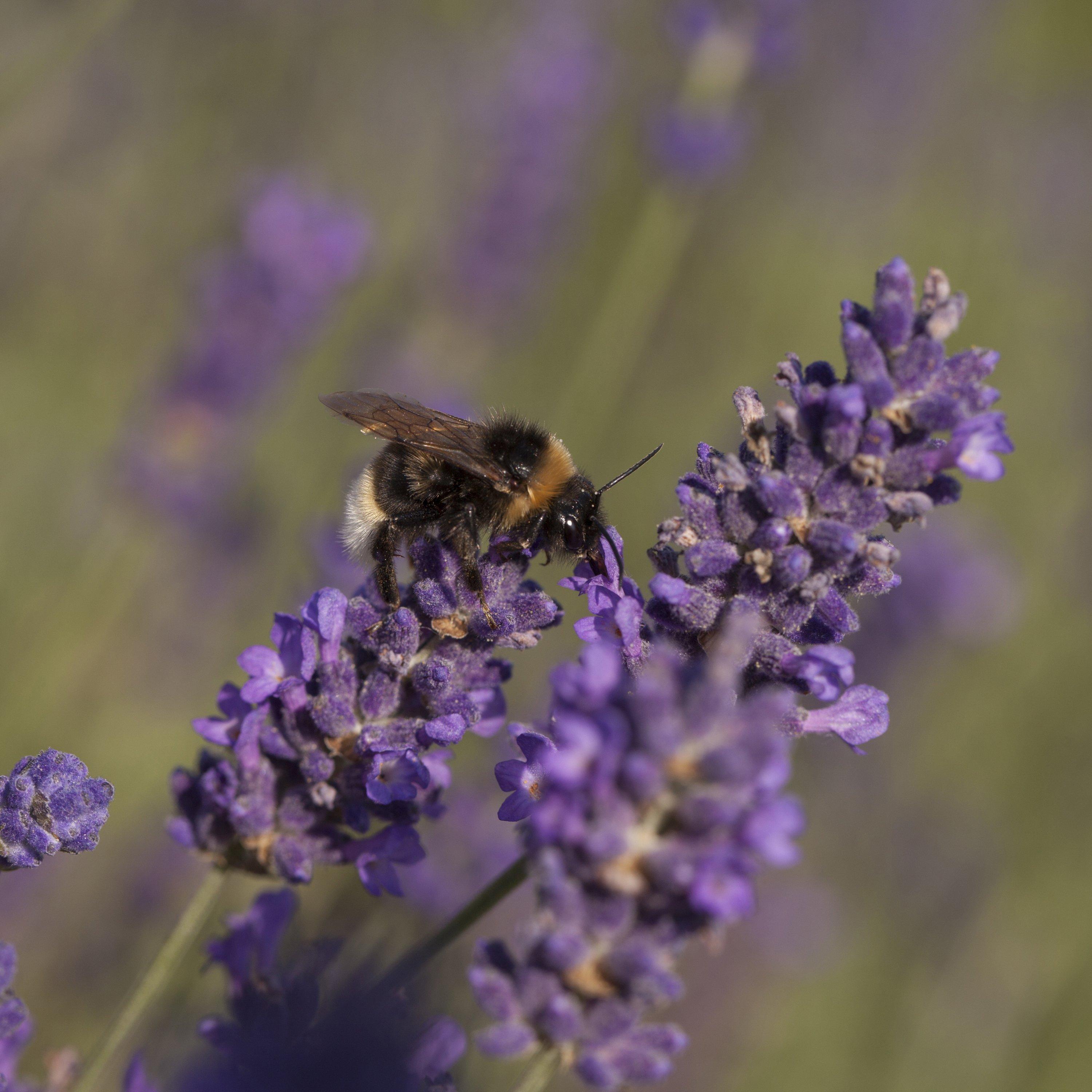 Brown - YouGarden - Lavender ang. Munstead 3L standard - 2