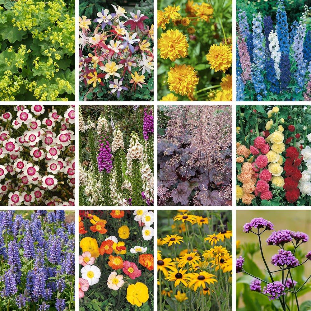 Yougarden  Cottage Garden Perennials Plug X 12 - Brown - 12 x Jumbo