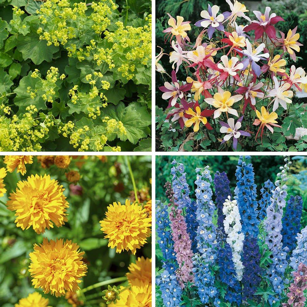 Brown - YouGarden - Cottage Garden perennials plug x 12 - 2