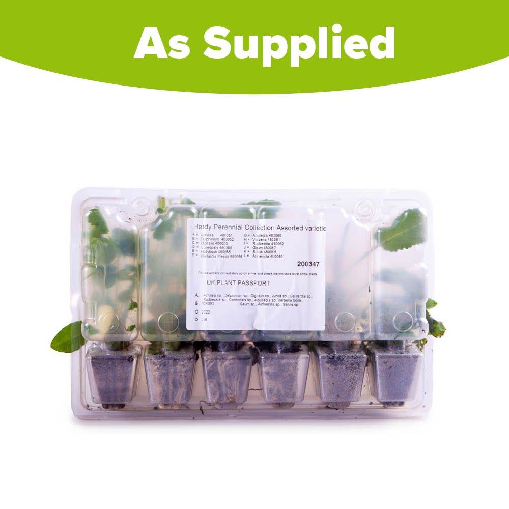 Brown - YouGarden - Cottage Garden perennials plug x 12 - 6
