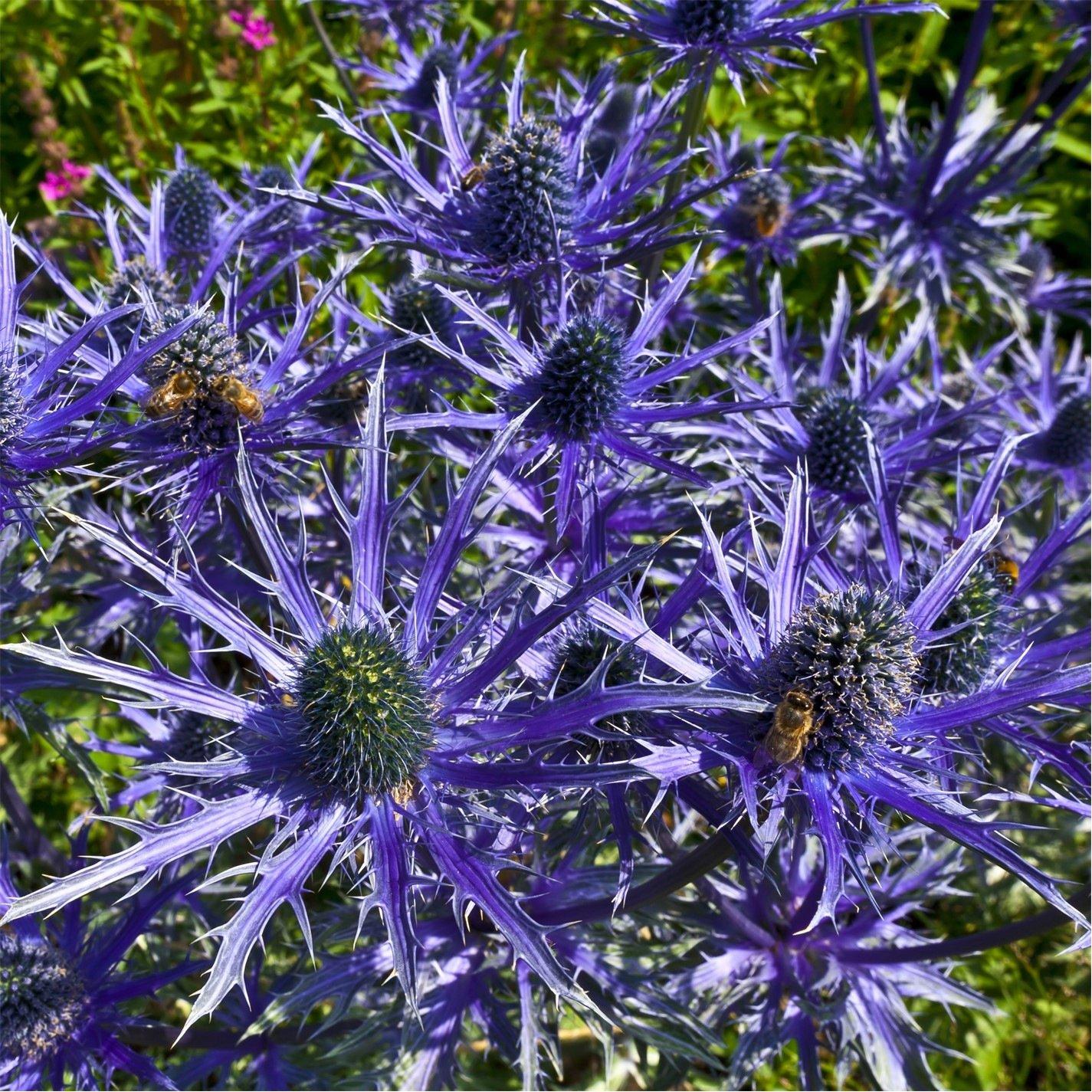 Brown - YouGarden - Eryngium Blue Hobbit 9cm x 3 - 1
