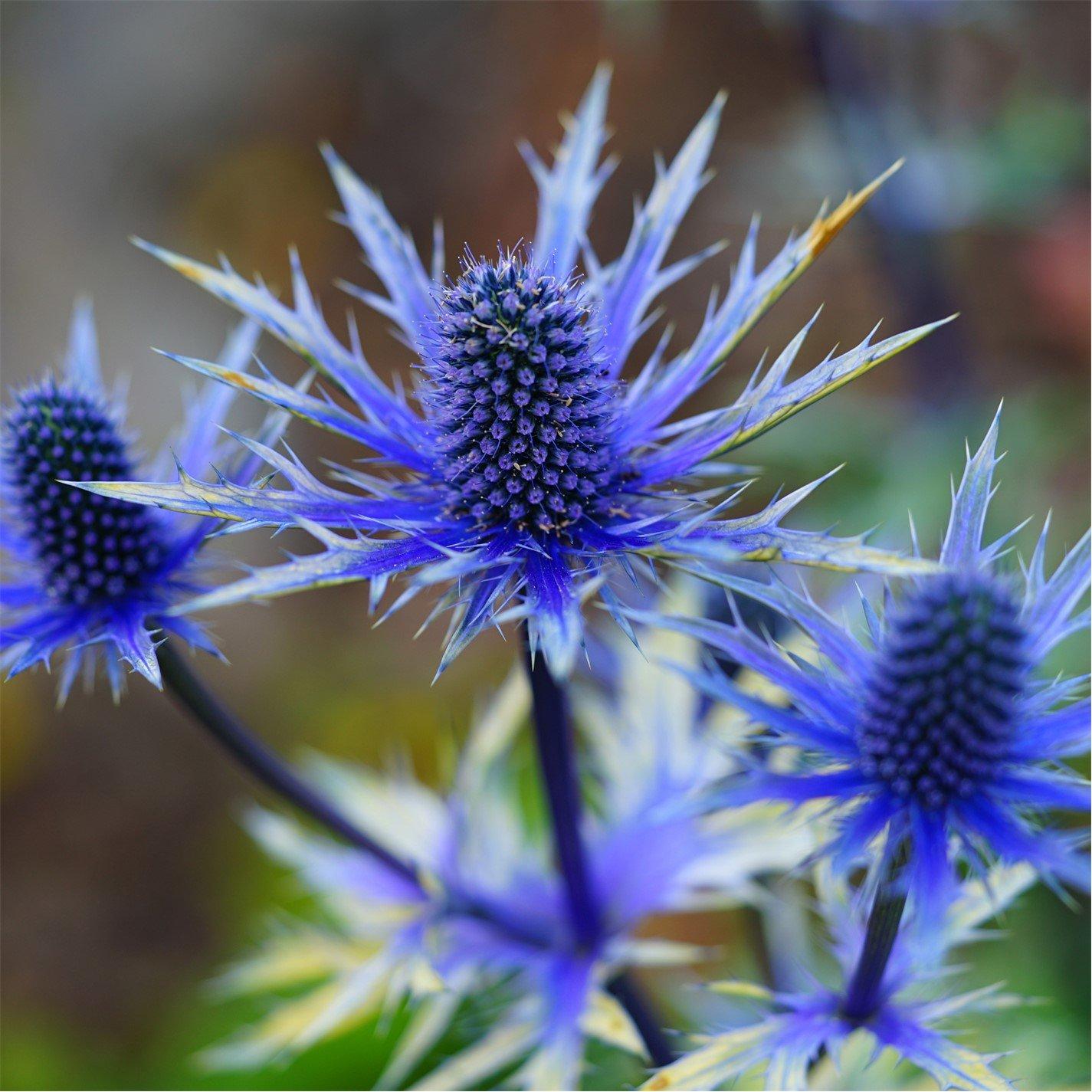 Brown - YouGarden - Eryngium Blue Hobbit 9cm x 3 - 2
