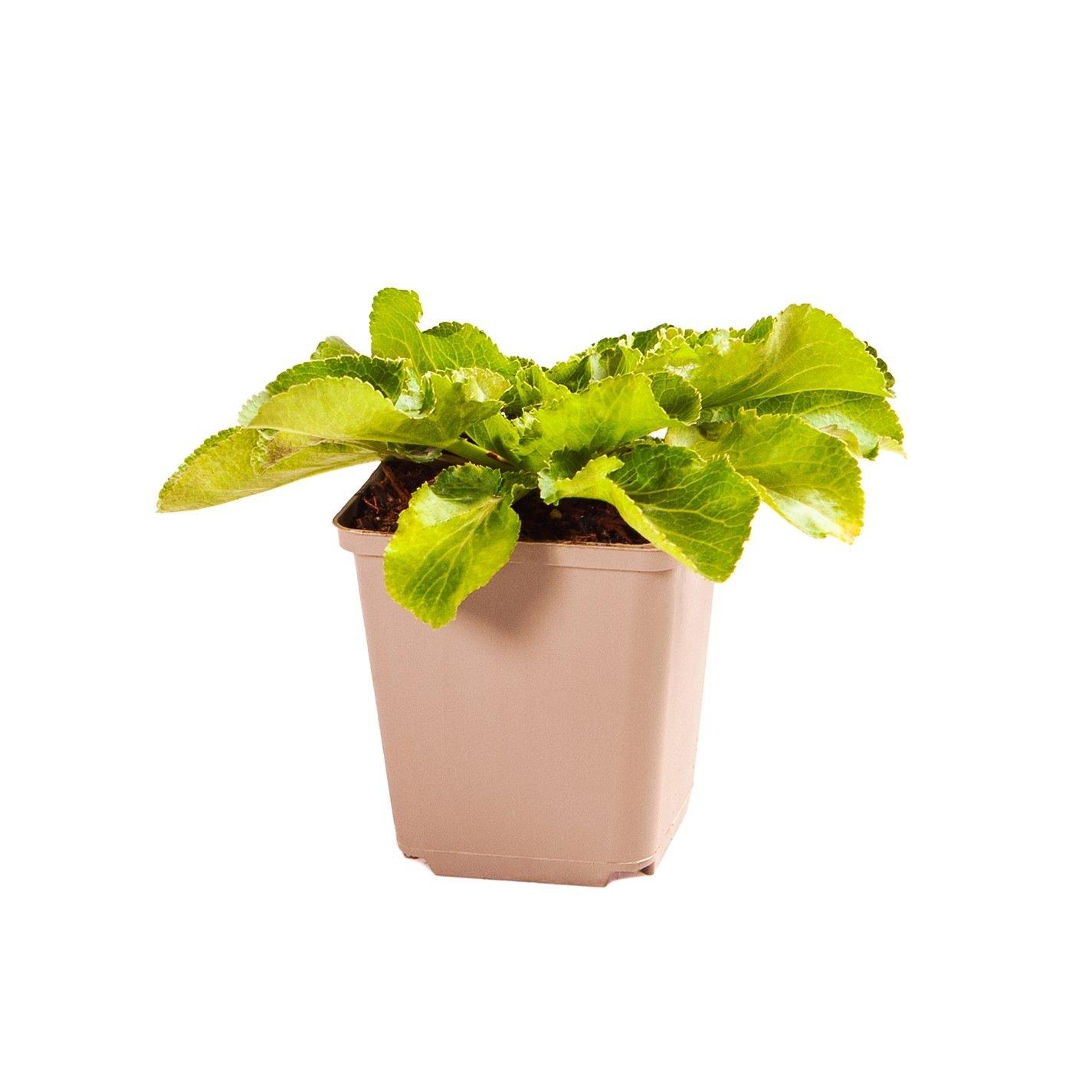 Brown - YouGarden - Eryngium Blue Hobbit 9cm x 3 - 3