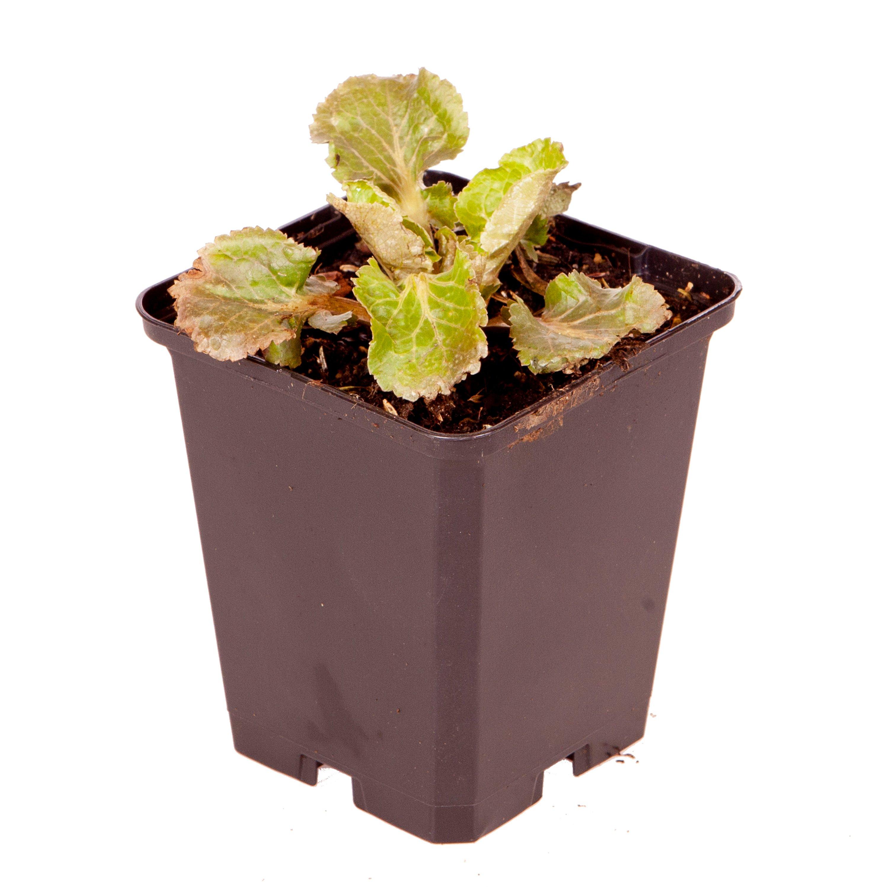 Brown - YouGarden - Eryngium Blue Hobbit 9cm x 3 - 4