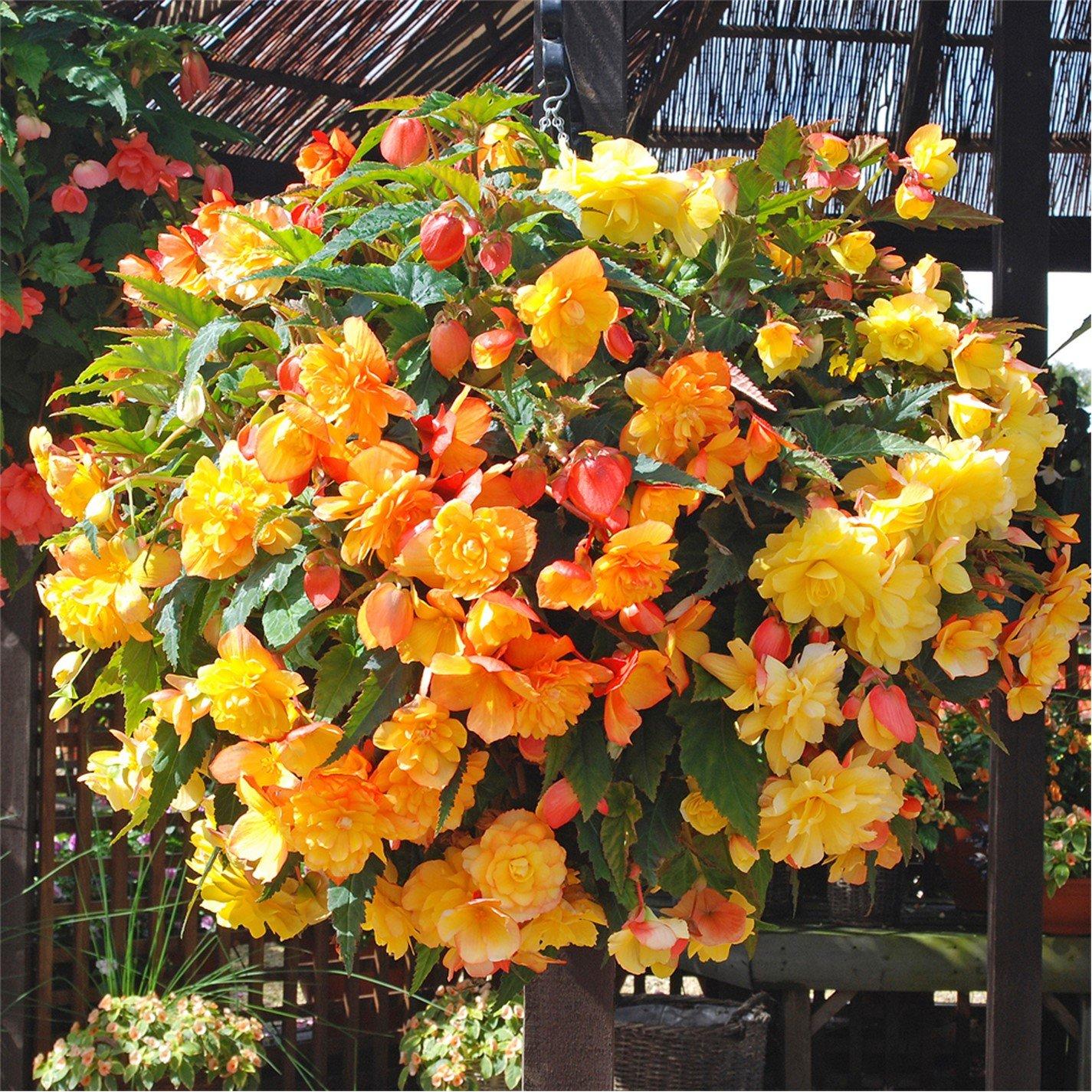 Multi - YouGarden - Begonia Illumination Apricot Shades (12 Plug Pla - 1