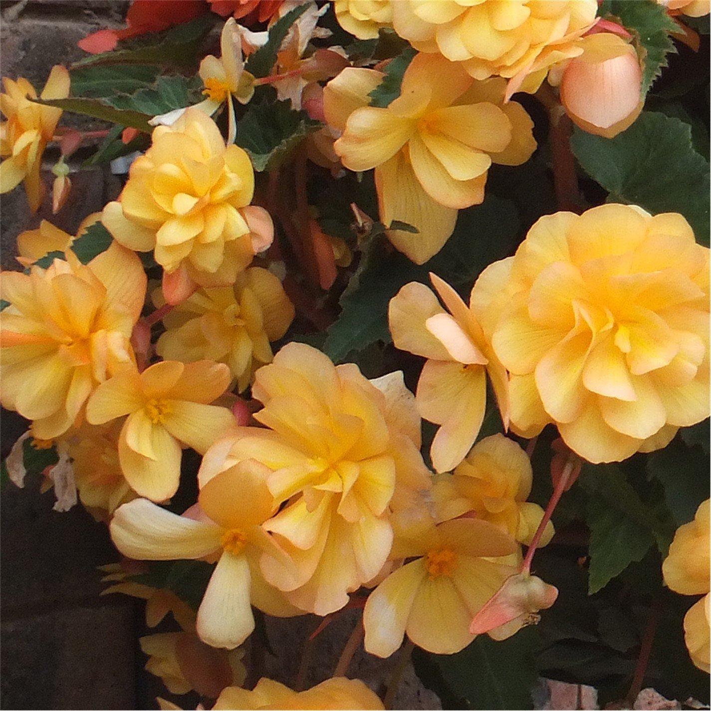 Multi - YouGarden - Begonia Illumination Apricot Shades (12 Plug Pla - 2