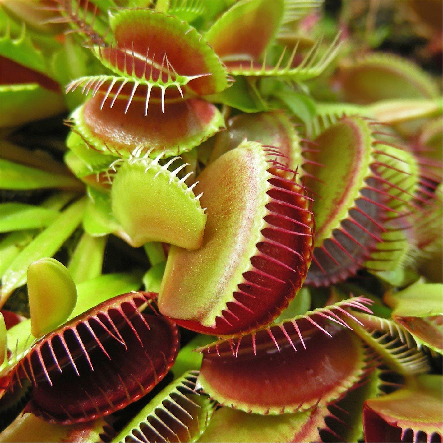 Green - YouGarden - Dionaea muscipula Jumbo 12cm (Venus Fly Trap) - 1