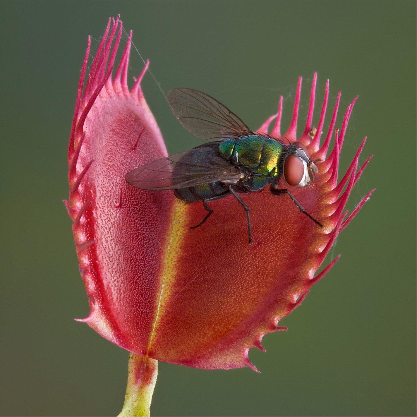 Green - YouGarden - Dionaea muscipula Jumbo 12cm (Venus Fly Trap) - 2