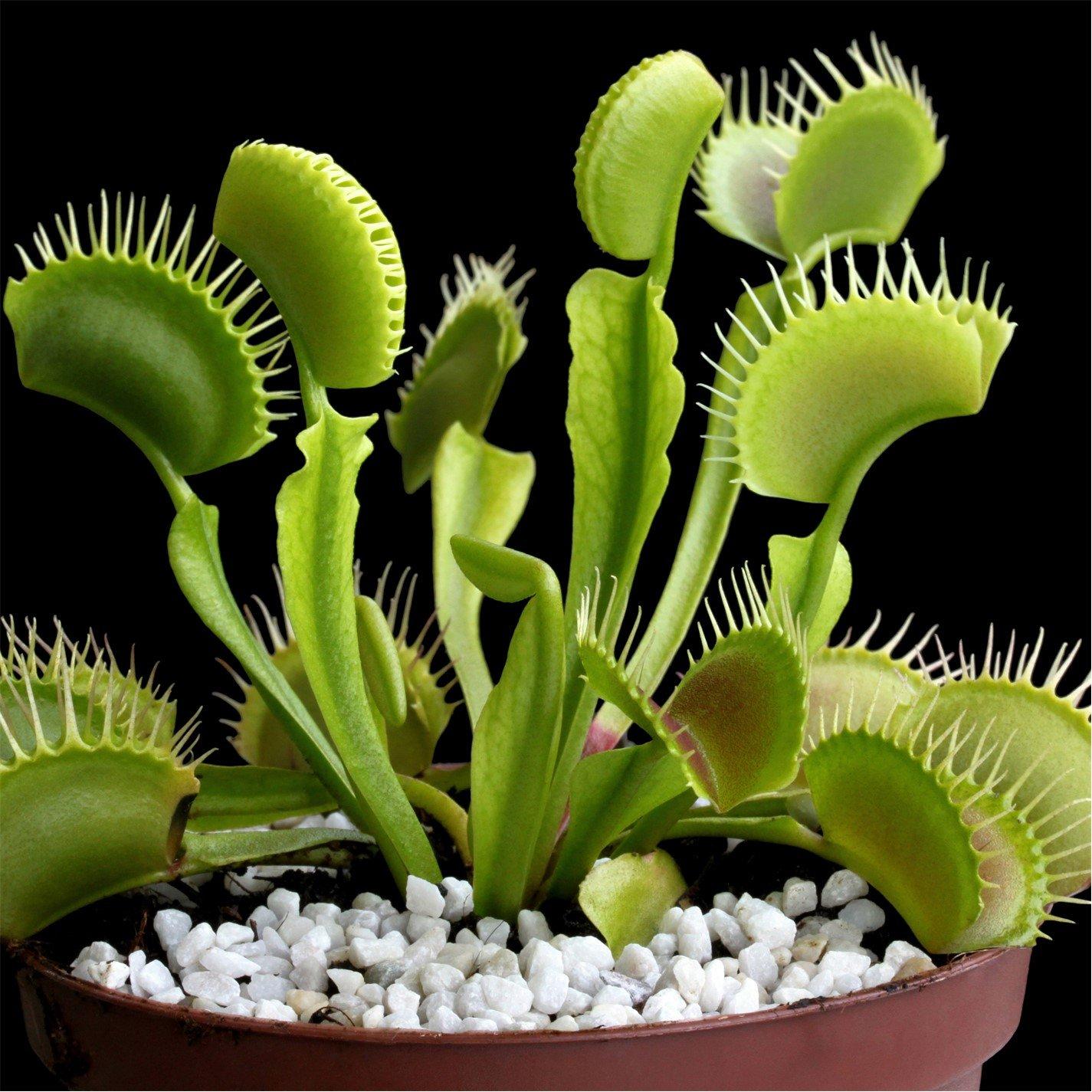 Green - YouGarden - Dionaea muscipula Jumbo 12cm (Venus Fly Trap) - 3