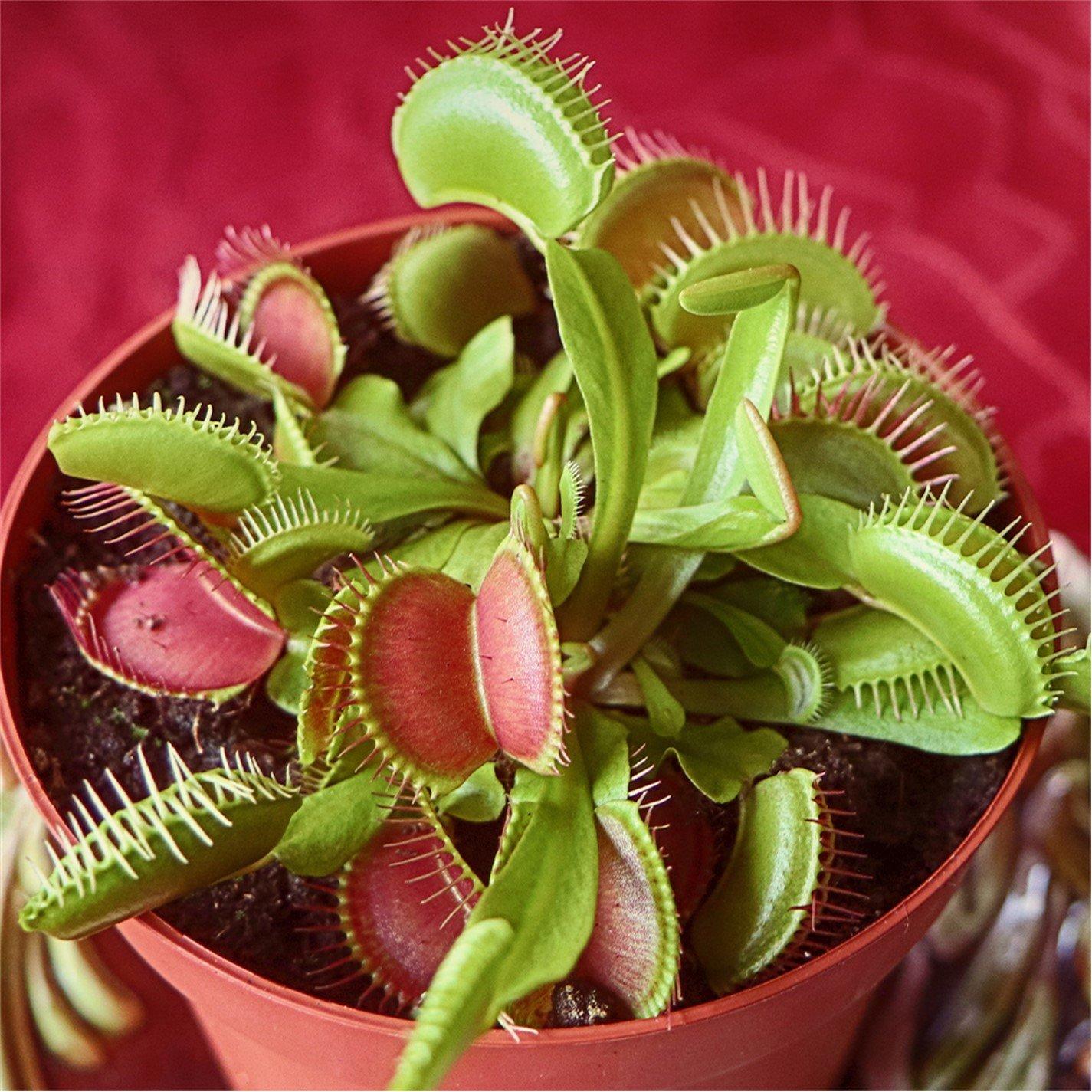 Green - YouGarden - Dionaea muscipula Jumbo 12cm (Venus Fly Trap) - 4