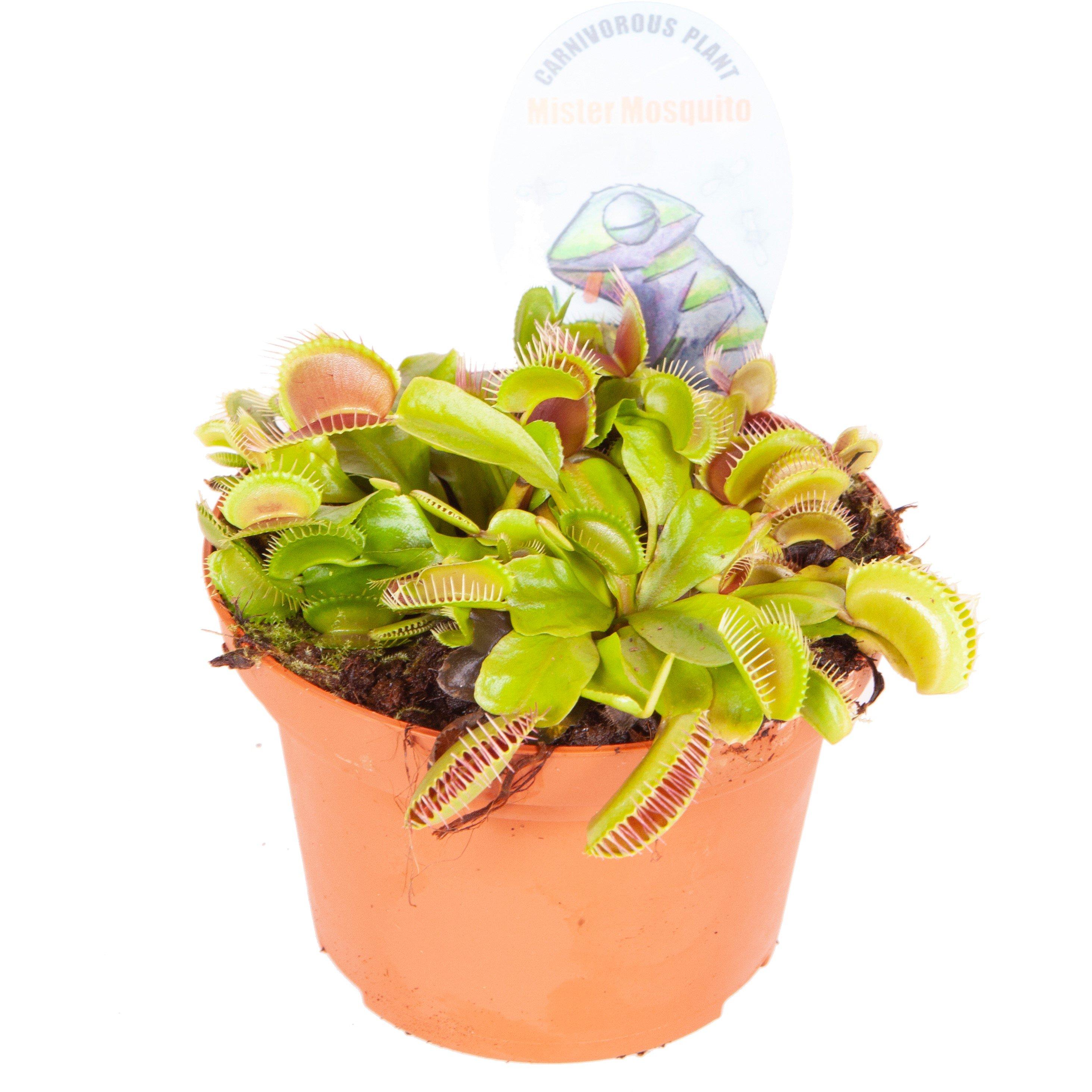 Green - YouGarden - Dionaea muscipula Jumbo 12cm (Venus Fly Trap) - 5
