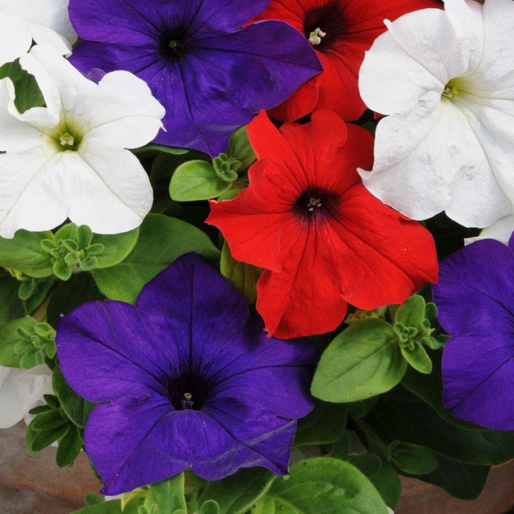 Multi - YouGarden - Petunia Hanging Basket Kit - 2
