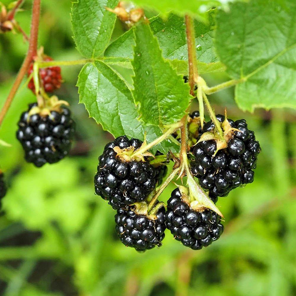 Multi - YouGarden - Thornless Blackberry (3 x 9cm Pots) - 2