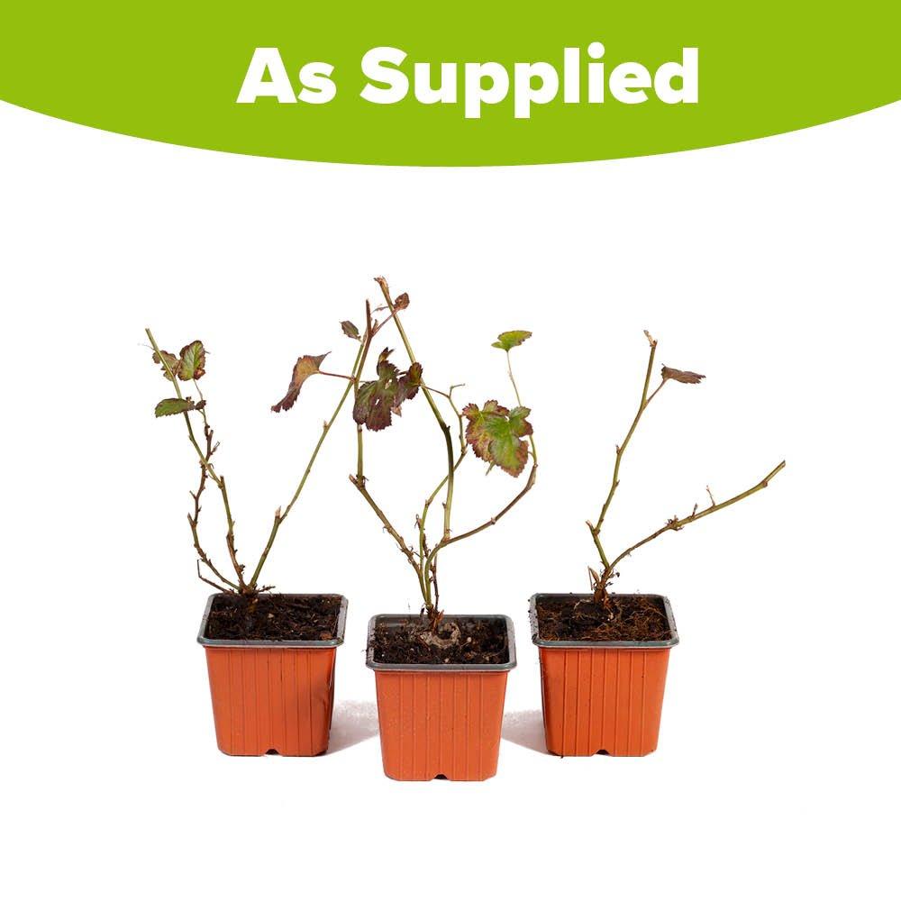 Multi - YouGarden - Thornless Blackberry (3 x 9cm Pots) - 3