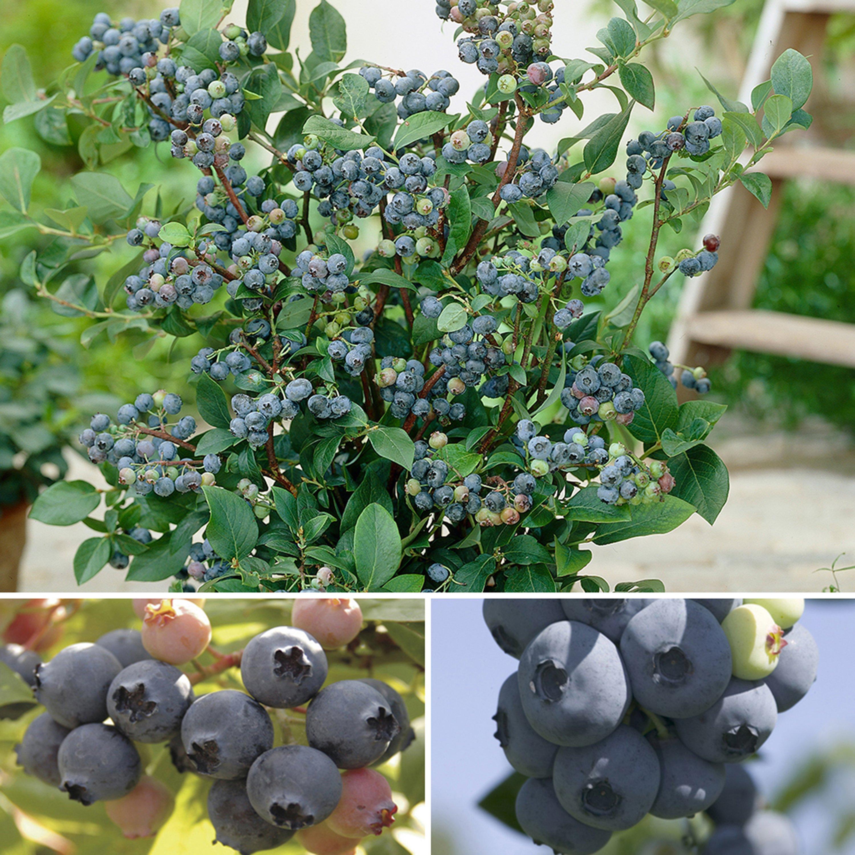 Yougarden  Berry Collection - Pack Of 3 Varieties Blue - 3 x 9cm Po