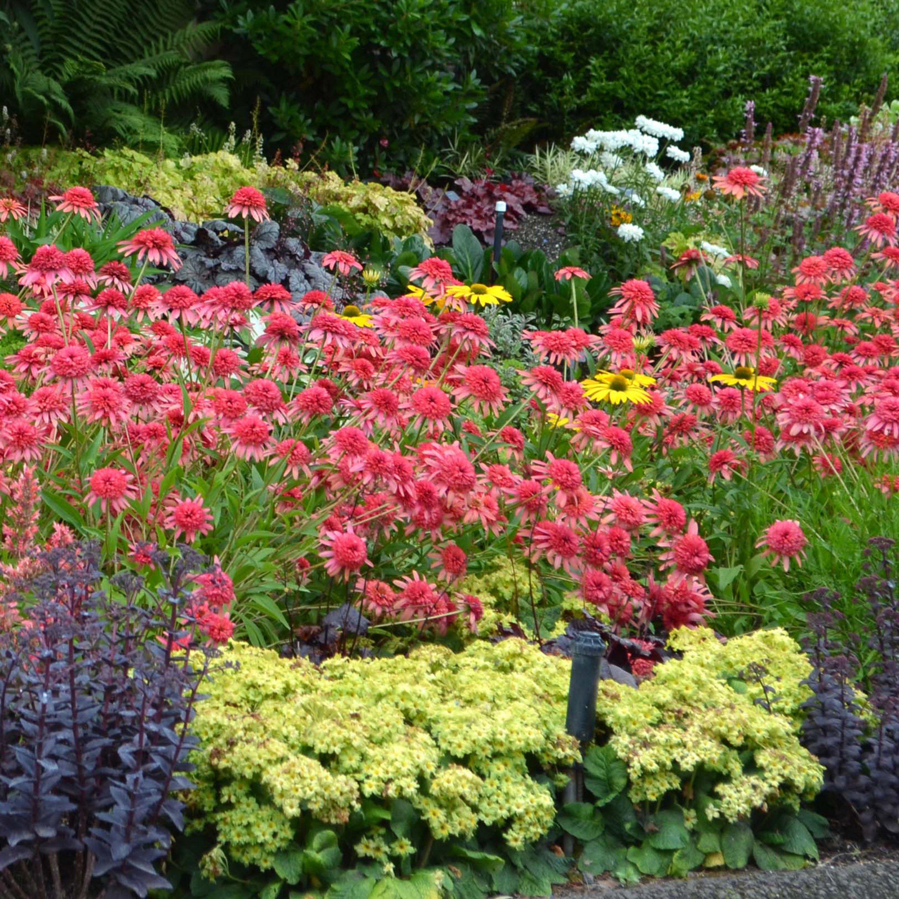 Yougarden  Lucky Dip Perennial 12 Plant Collection -  - 12 x 9cm P