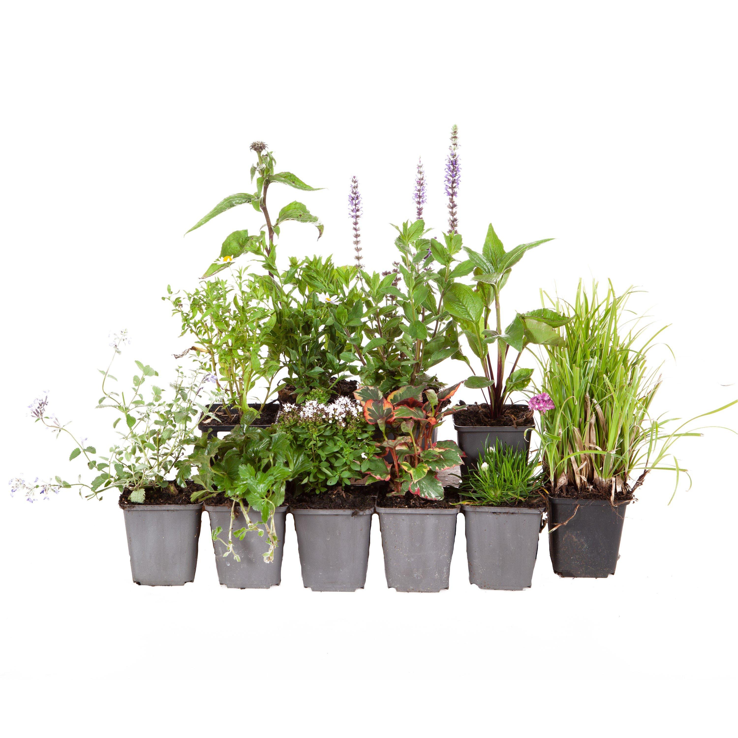 Multi - YouGarden - Lucky Dip Perennial 12 Plant Collection - 3