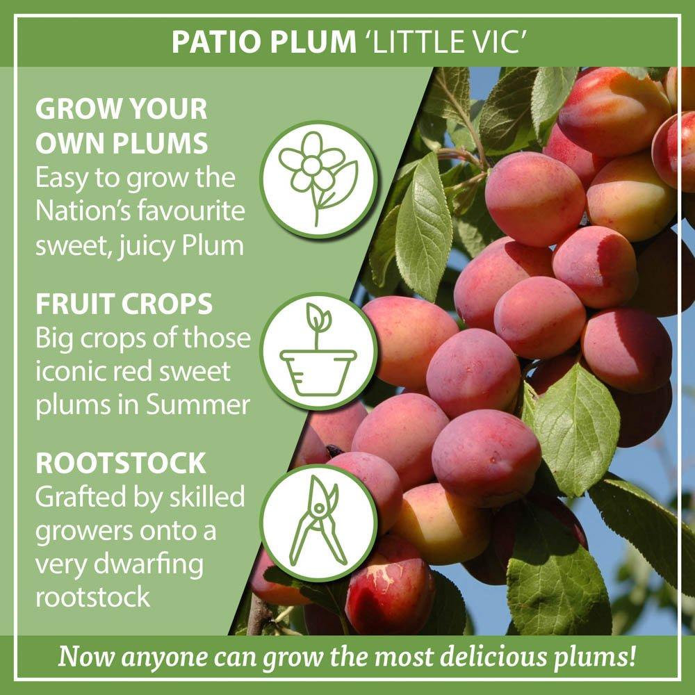 Green - YouGarden - Plum Little Vic Patio 4.5L potted - 3