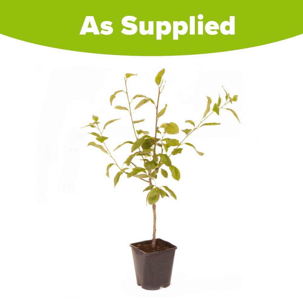 Green - YouGarden - Plum Little Vic Patio 4.5L potted - 4