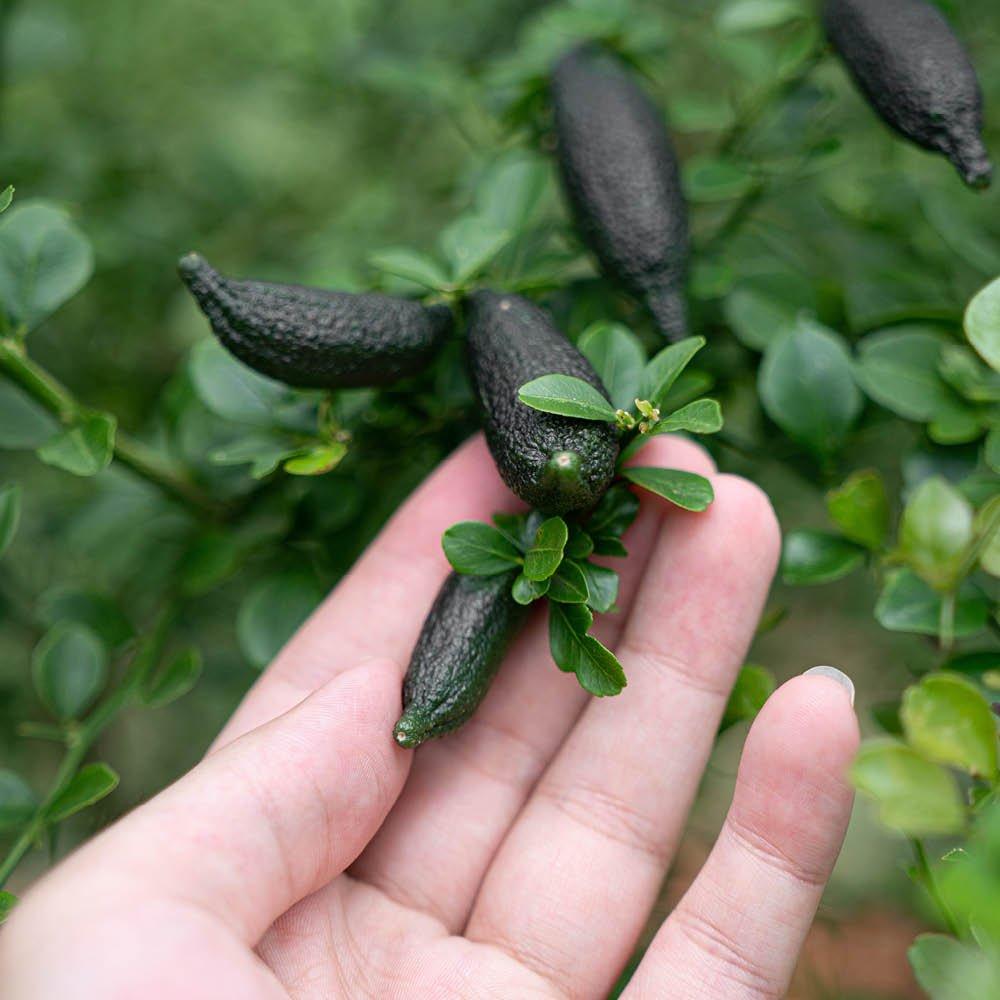 Multi - YouGarden - Pink Caviar Lime Tree 4L pot 70-90cm high - 1