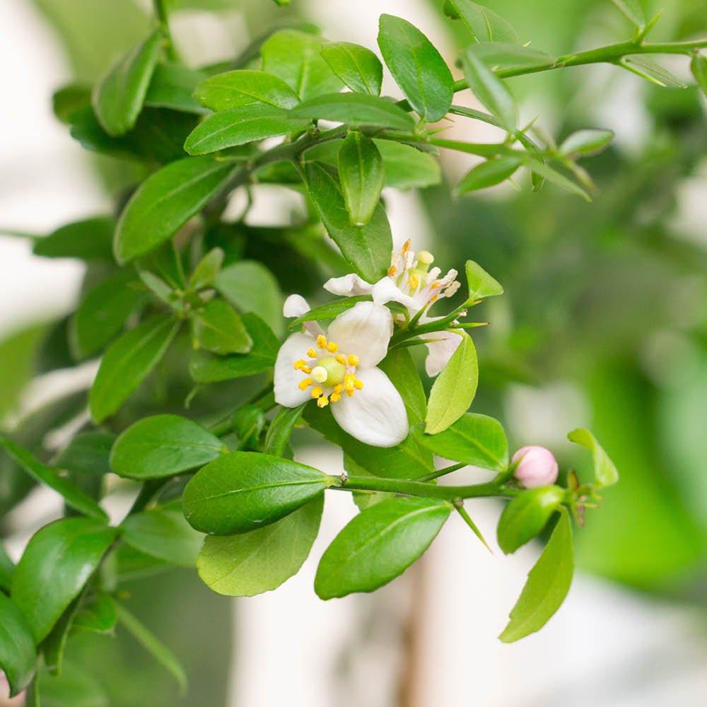 Multi - YouGarden - Pink Caviar Lime Tree 4L pot 70-90cm high - 2