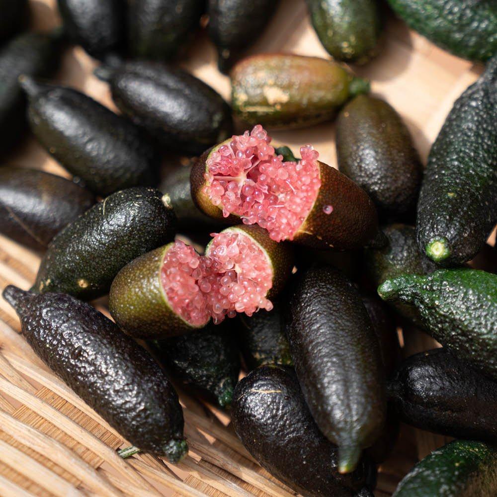 Multi - YouGarden - Pink Caviar Lime Tree 4L pot 70-90cm high - 3