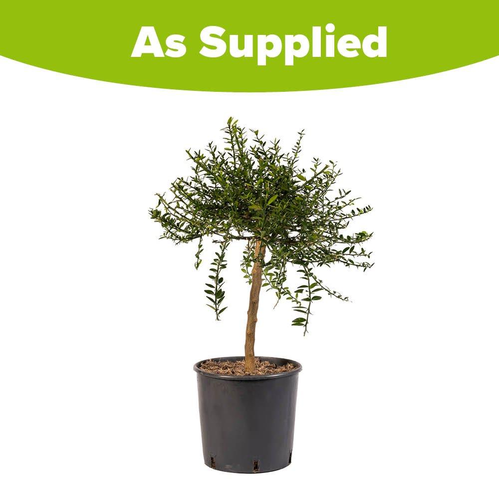 Multi - YouGarden - Pink Caviar Lime Tree 4L pot 70-90cm high - 4