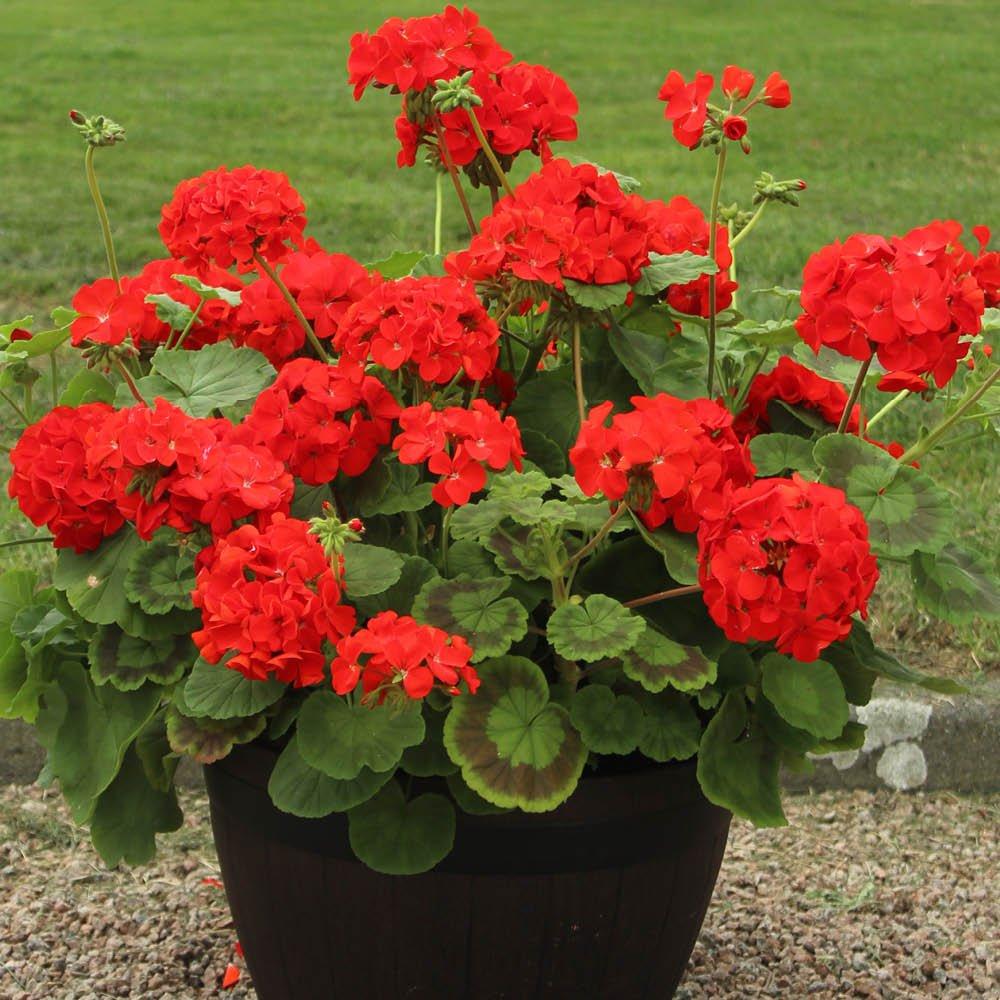 Red - YouGarden - Geranium Fire Queen - 24 Plug Plants - 1